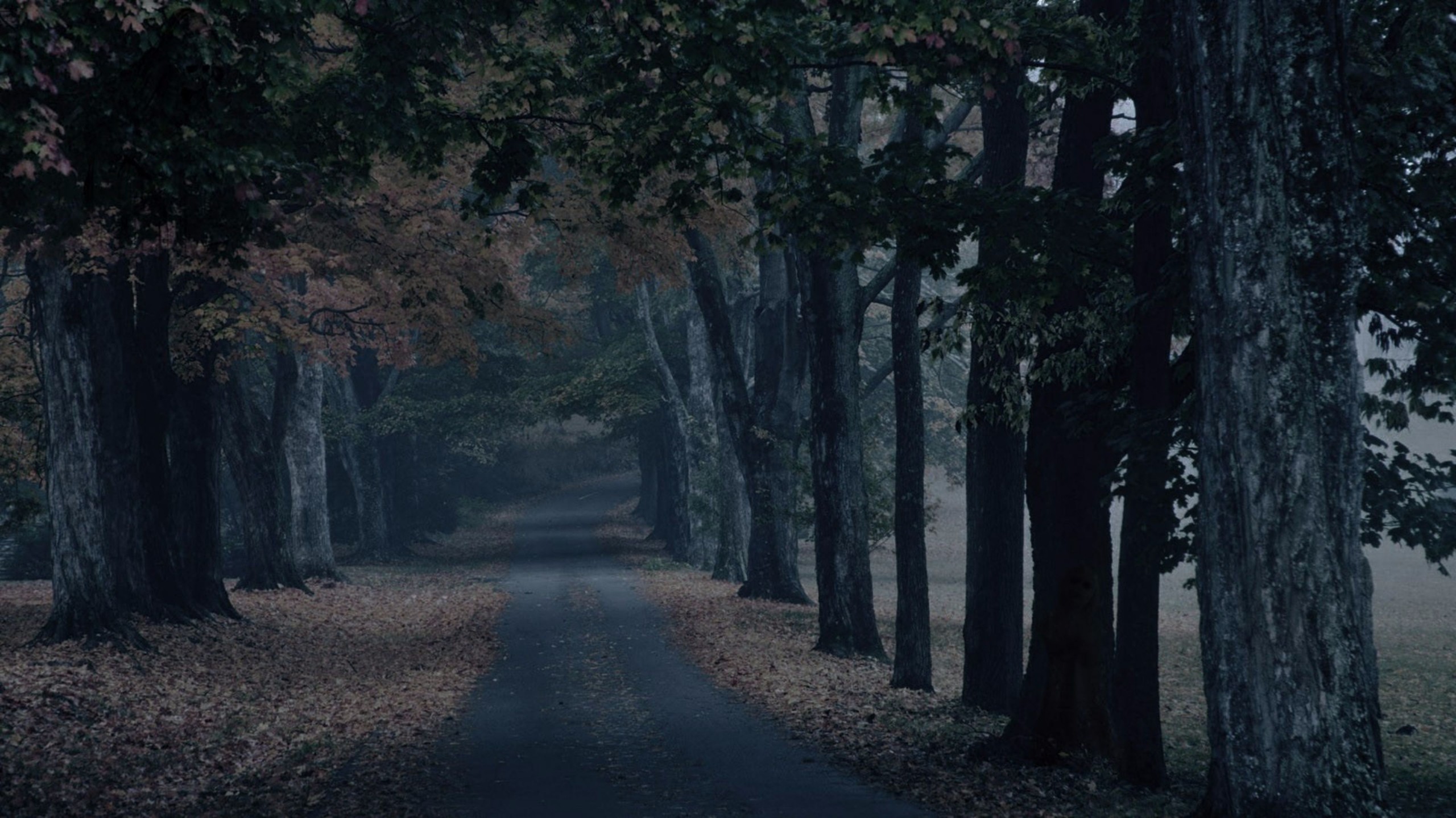 Creepy Forest Wallpaper (66+ images)