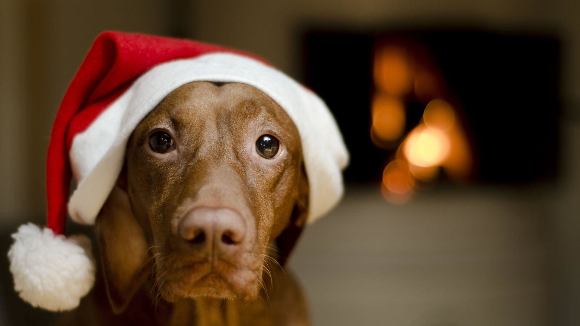 Christmas Dog Pictures Wallpaper (61+ images)