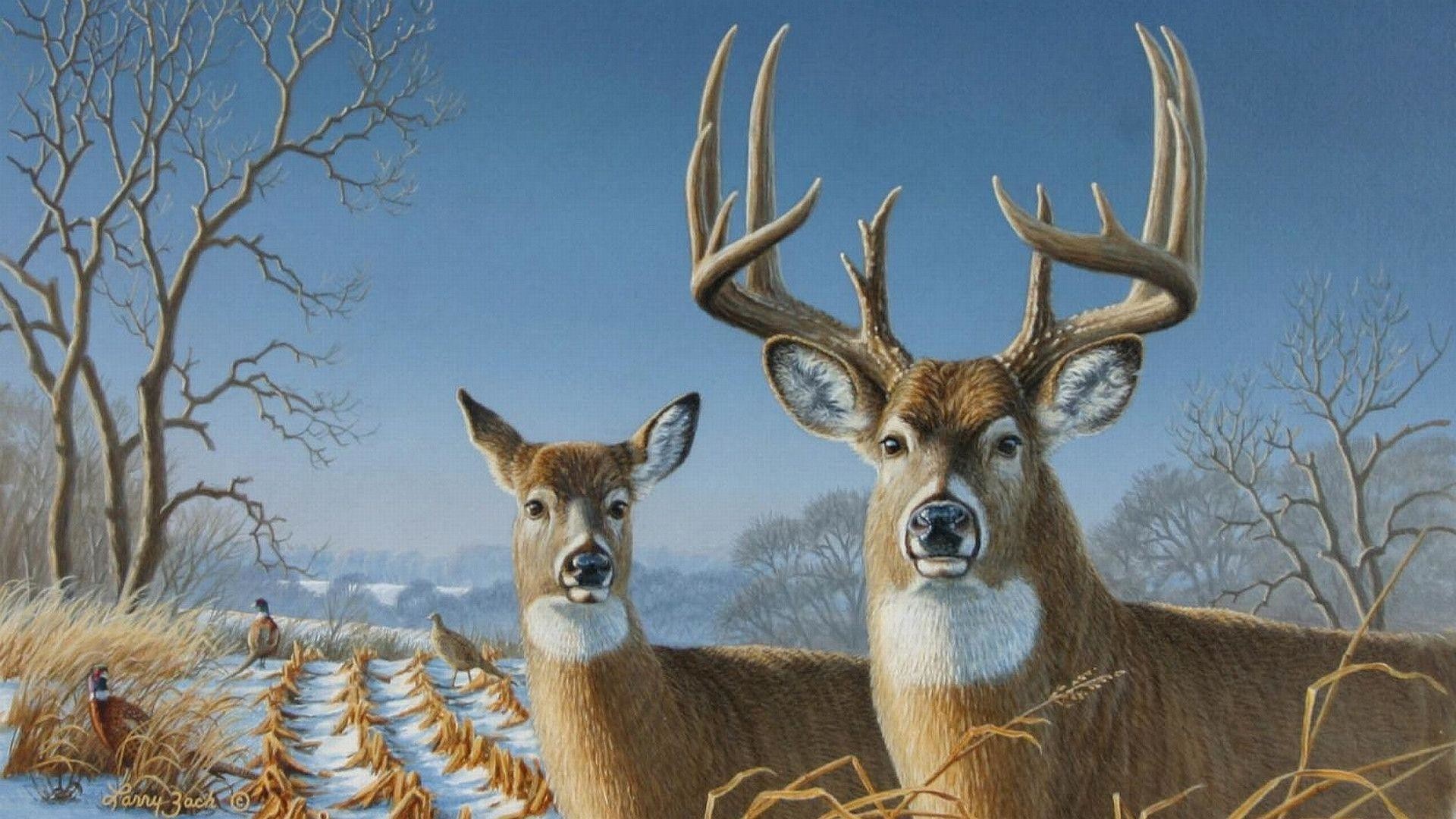 Big Whitetail Buck Wallpaper (56+ images)
