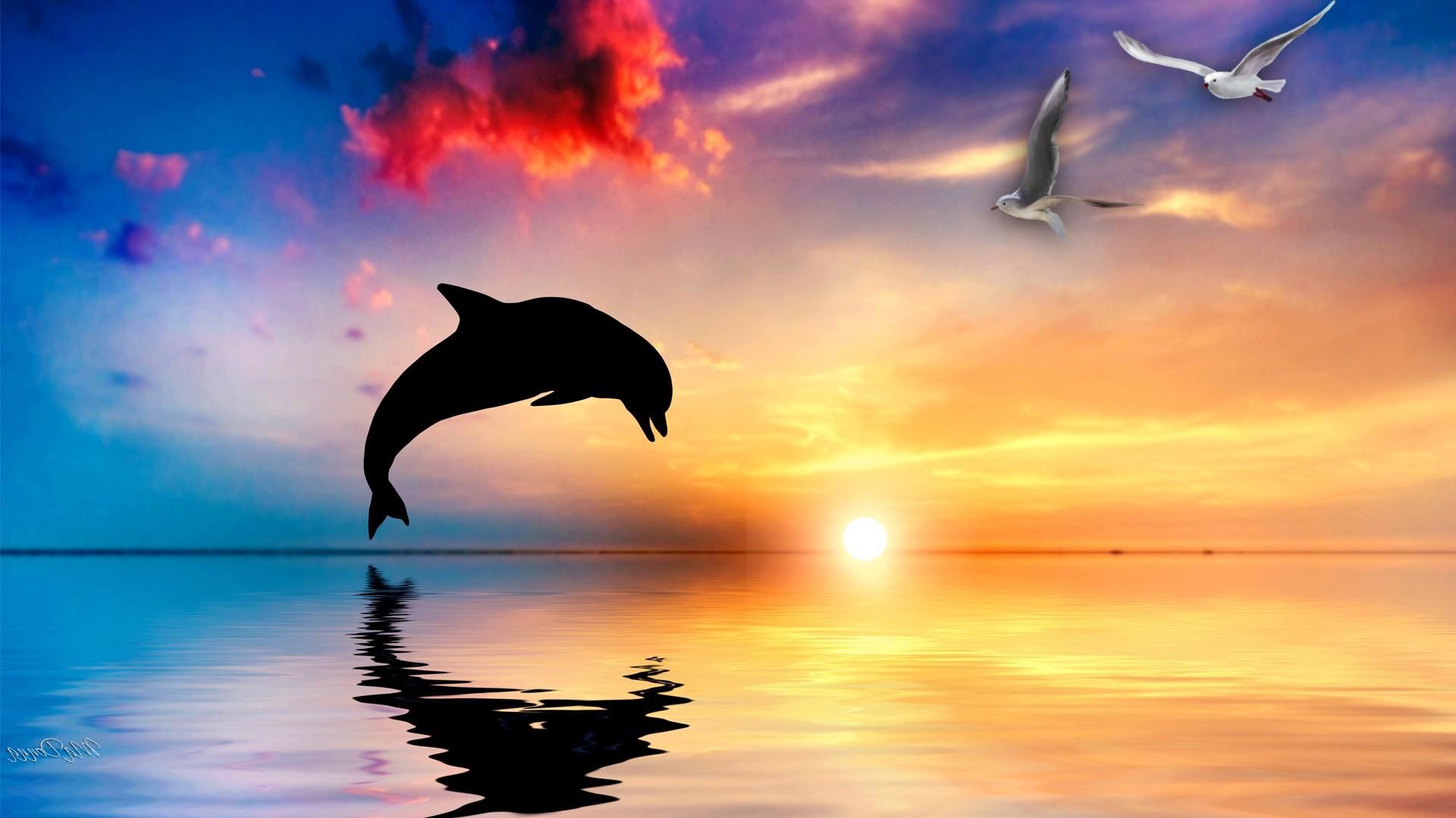 Miami Dolphins Wallpaper Screensavers (71+ images)