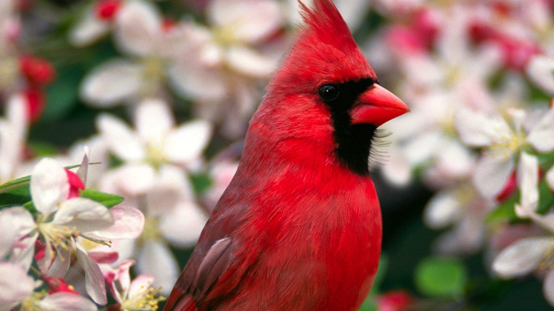 Red Bird Wallpaper (65+ images)