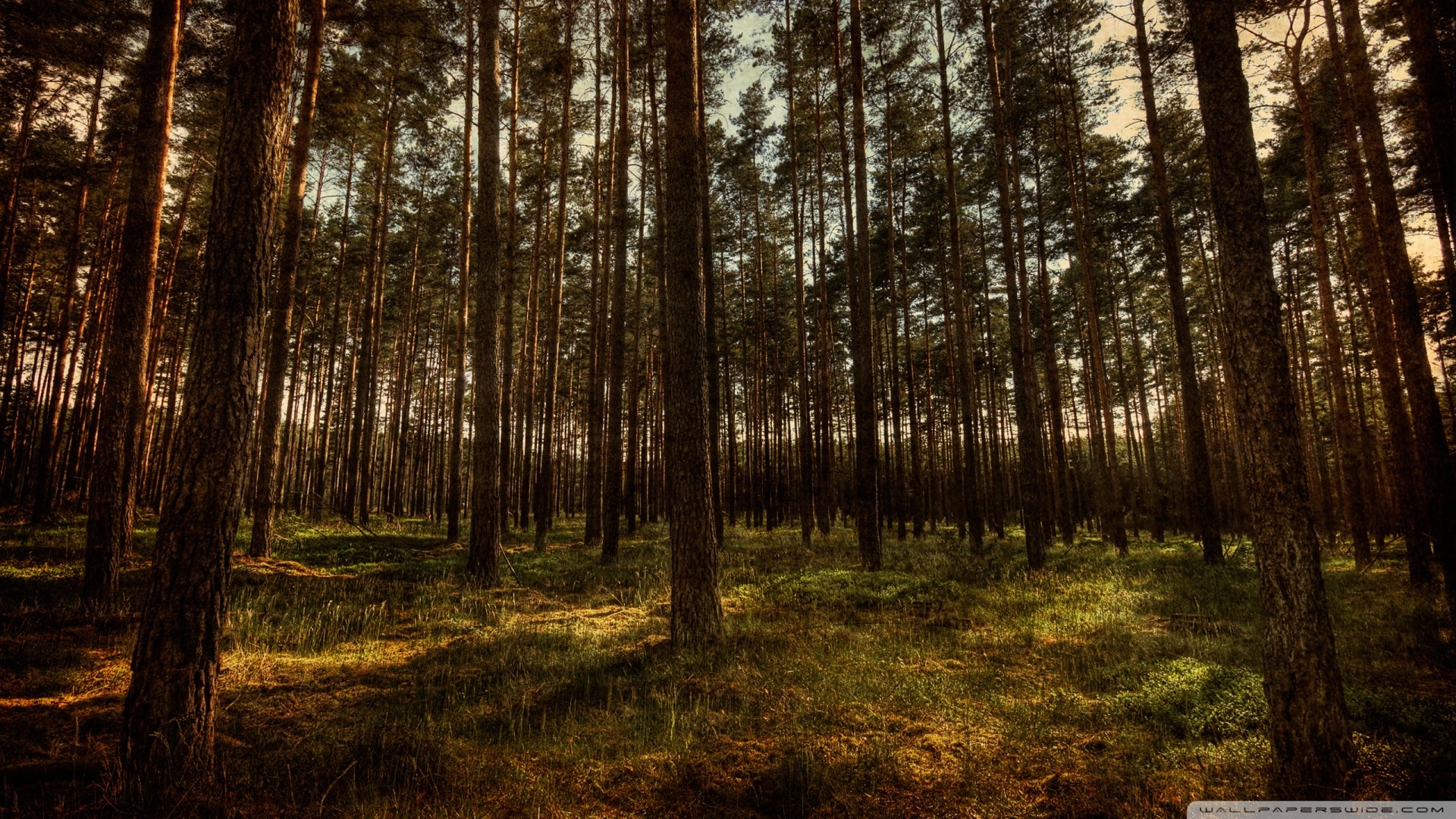 Pine Forest IPhone Wallpaper (61+ images)