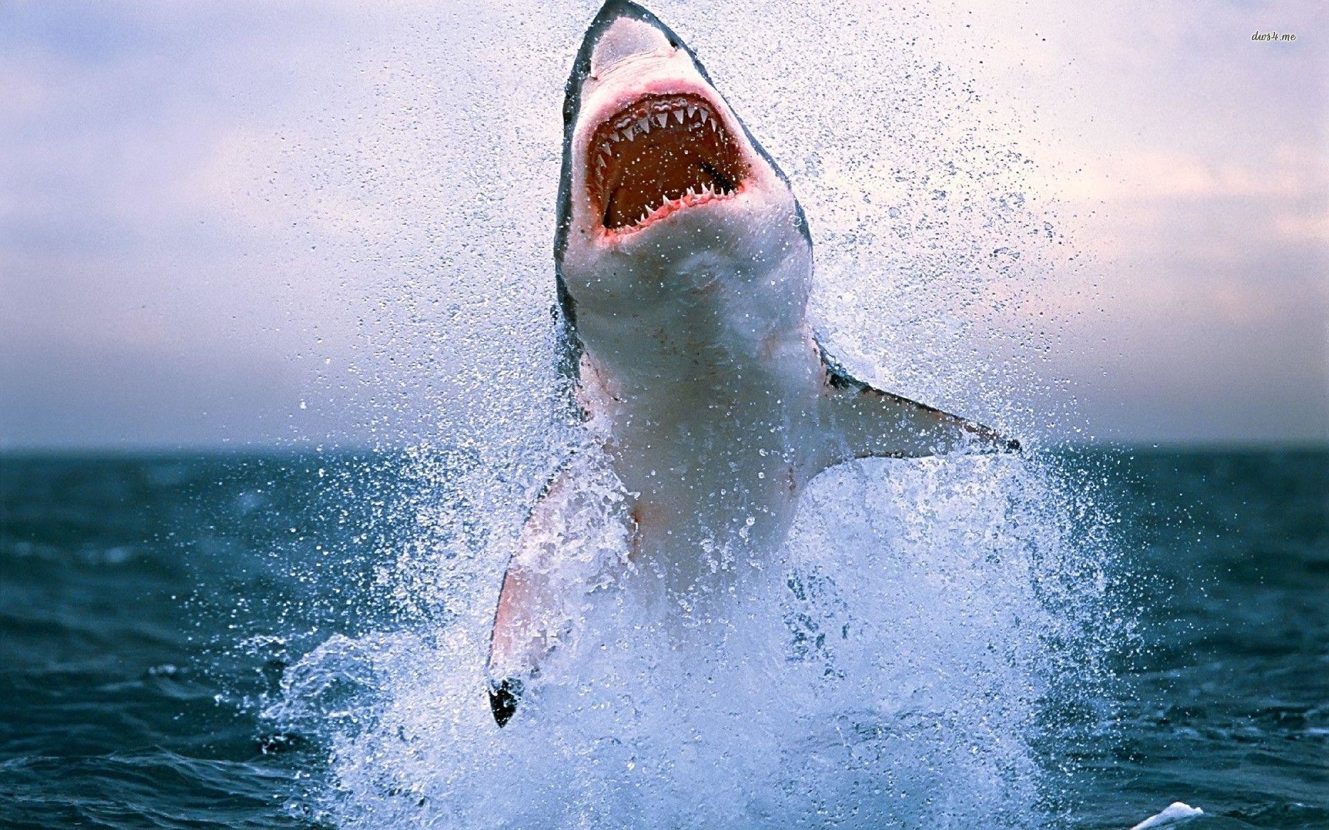 Megalodon Wallpaper HD (65+ images)