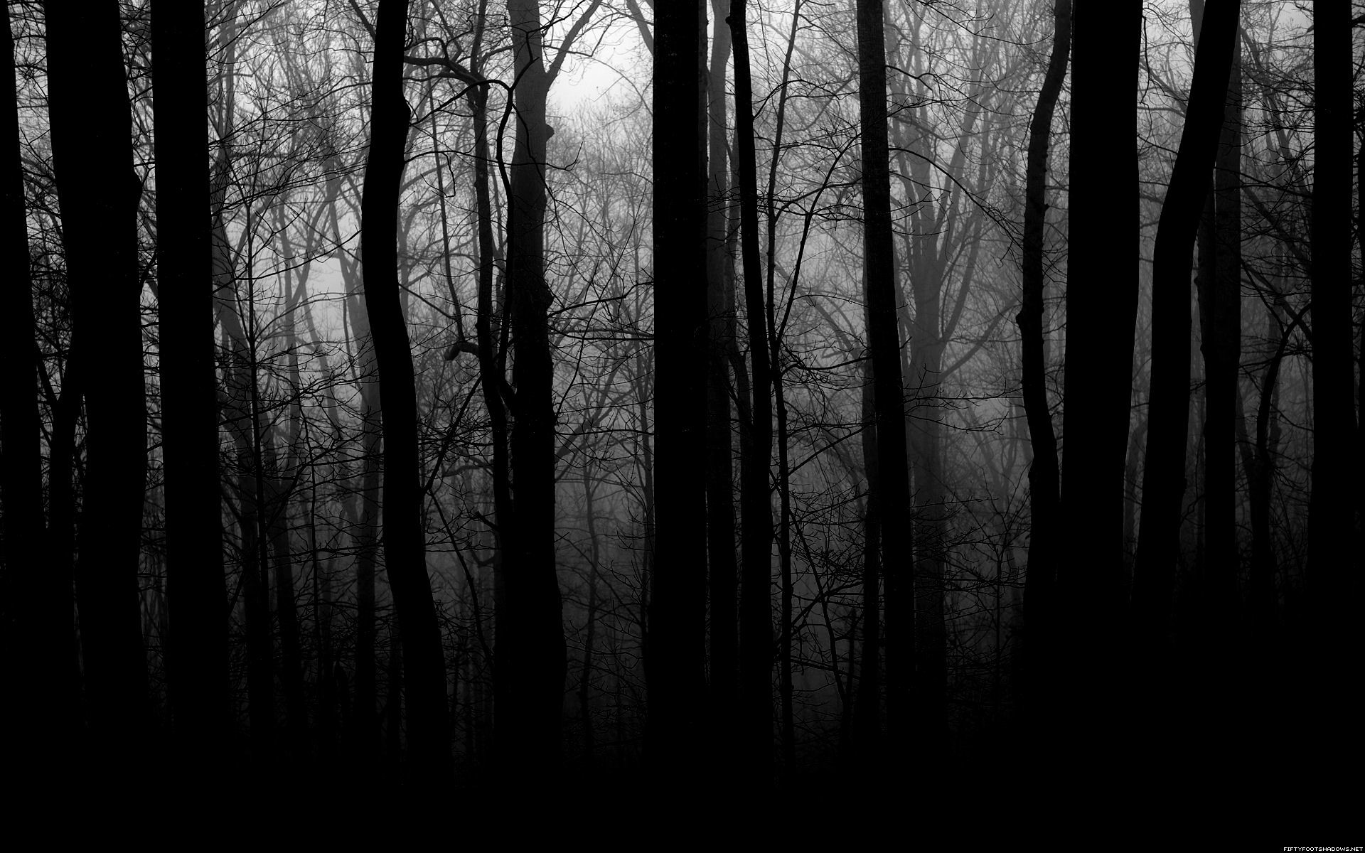 Black And White Woods Wallpaper (52+ images)
