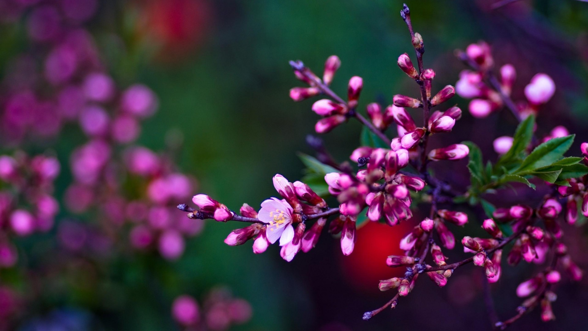 Spring Wallpaper and Screensavers HD (70+ images)
