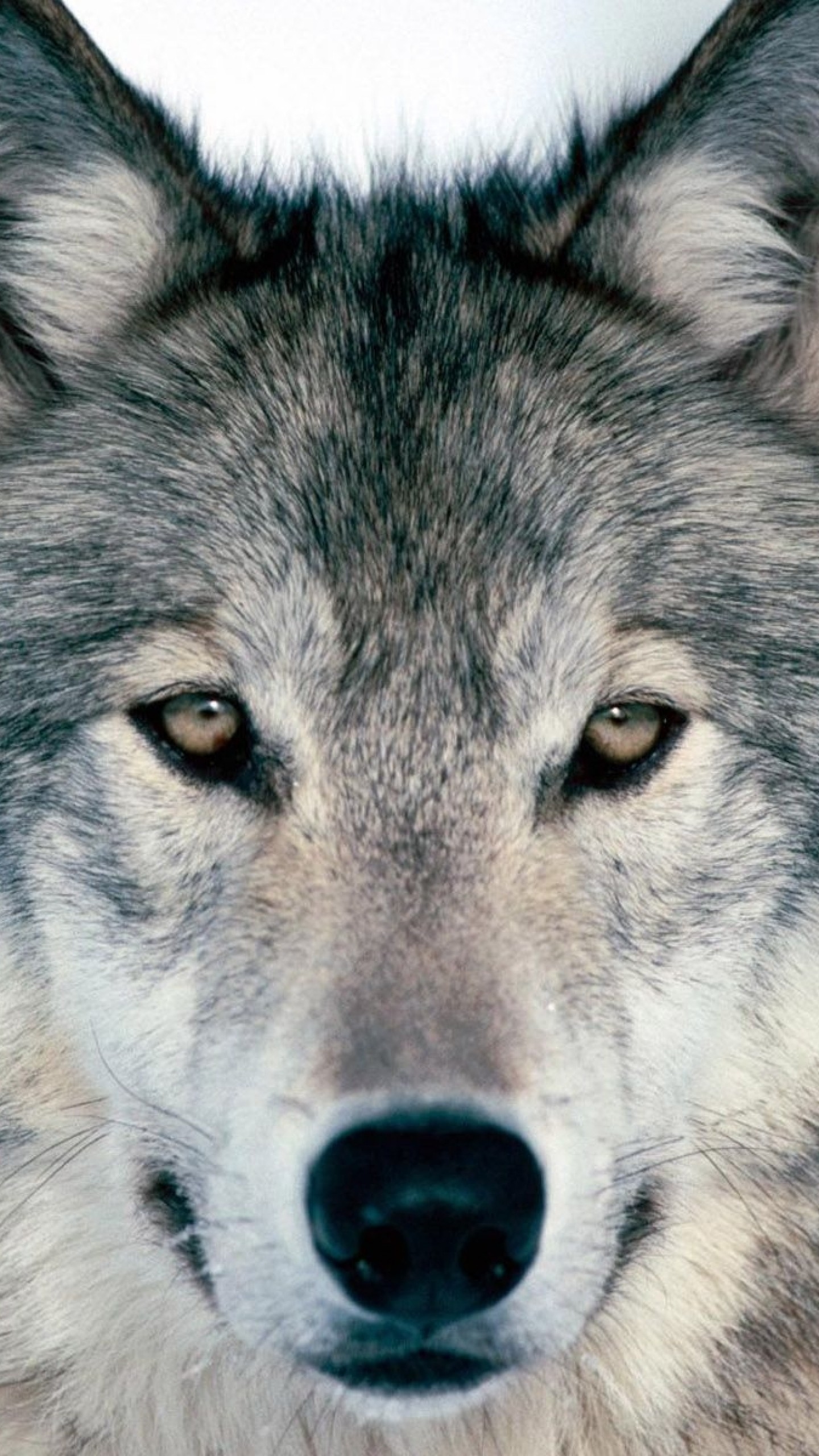 Wolf Wallpaper for iPhone (72+ images)