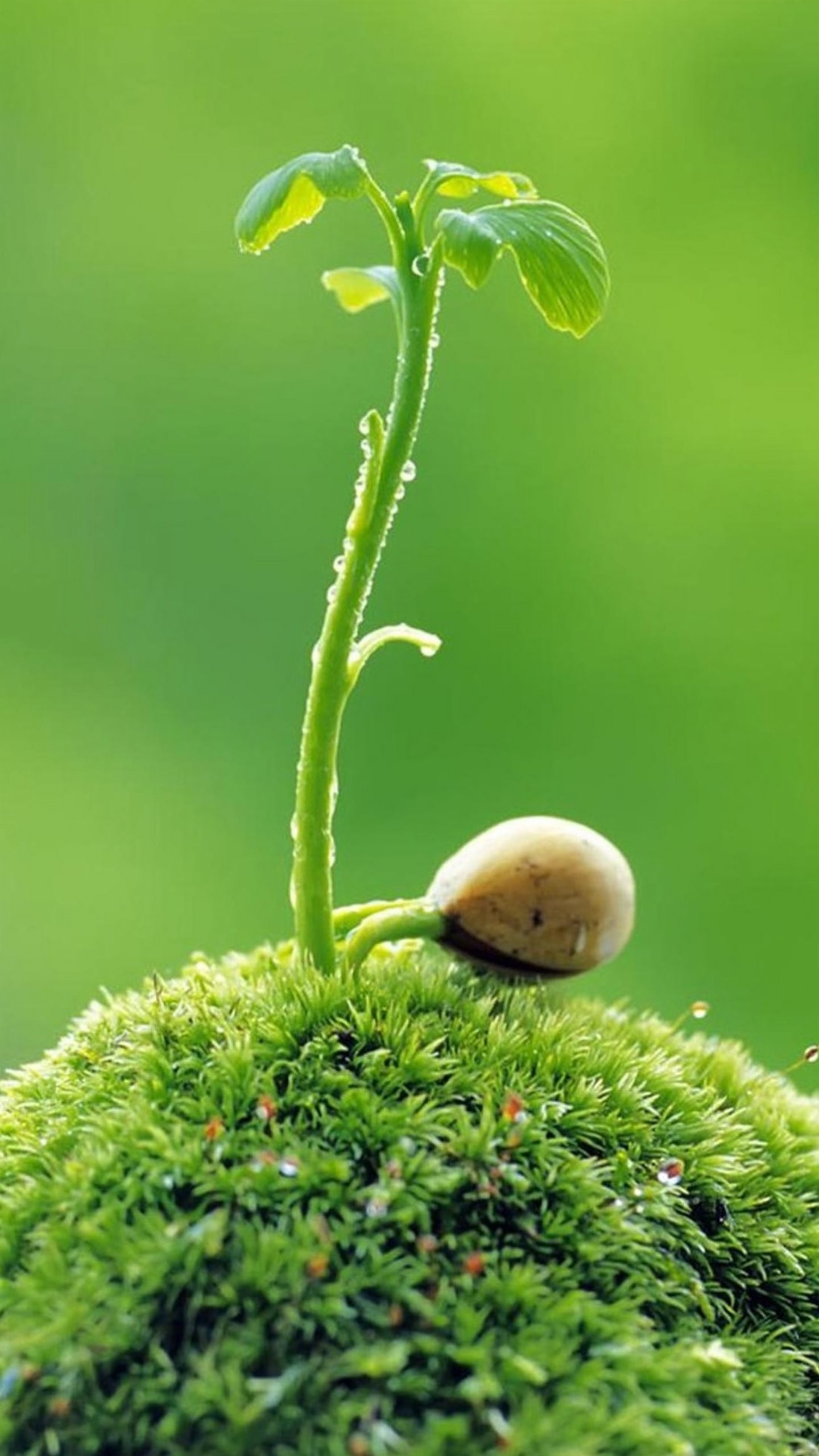 1440 X 2560 Wallpaper Vertical (88+ images)