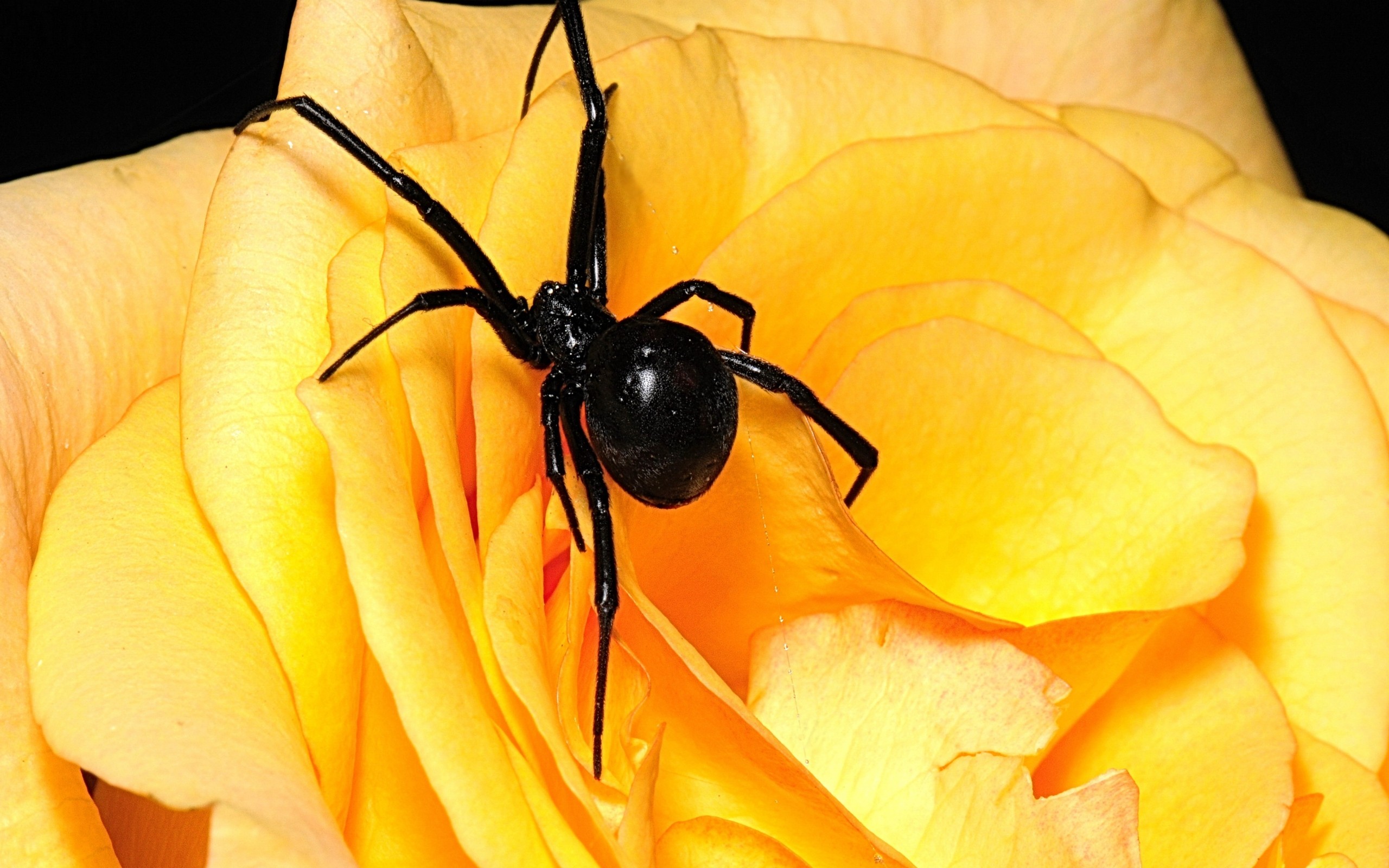 Black Widow Spider How To Teach Your Children About