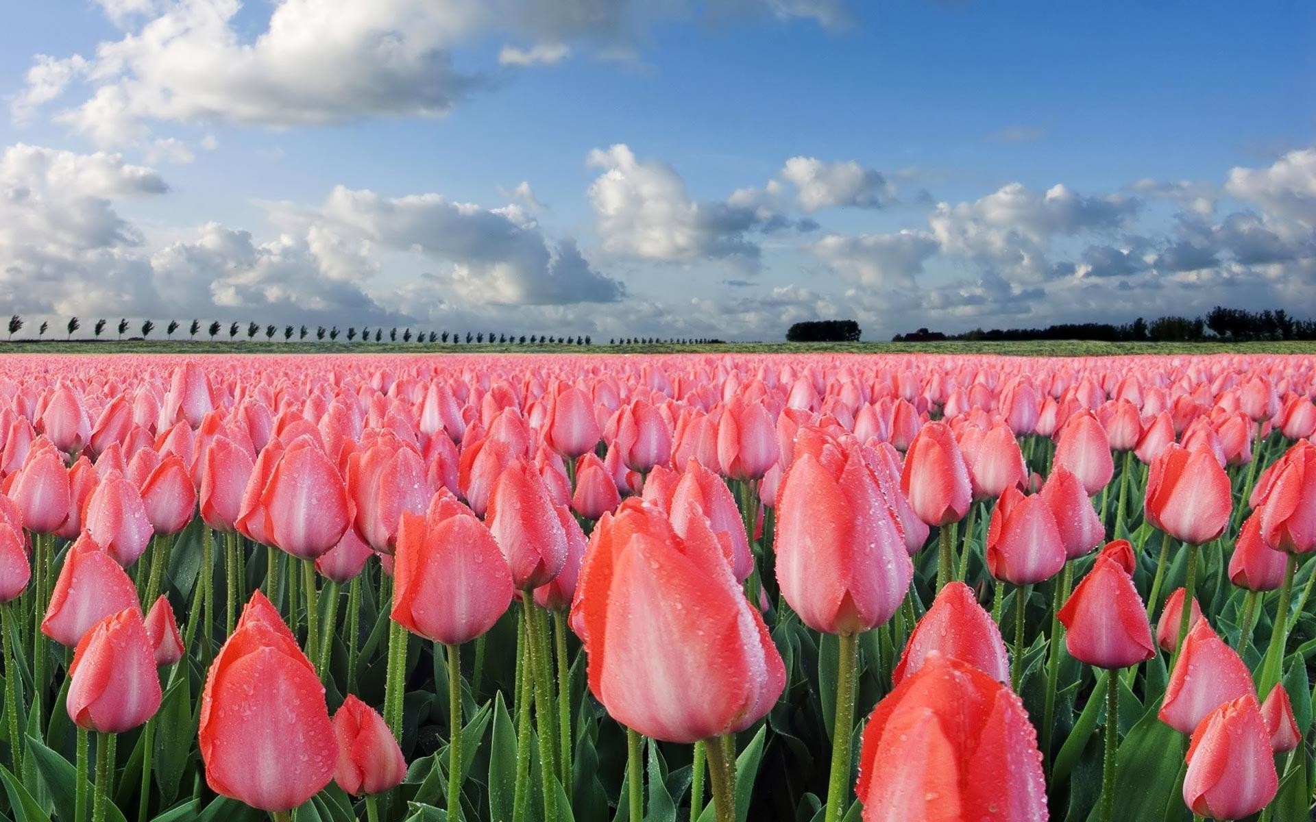 Tulips Background Wallpaper (70+ images)