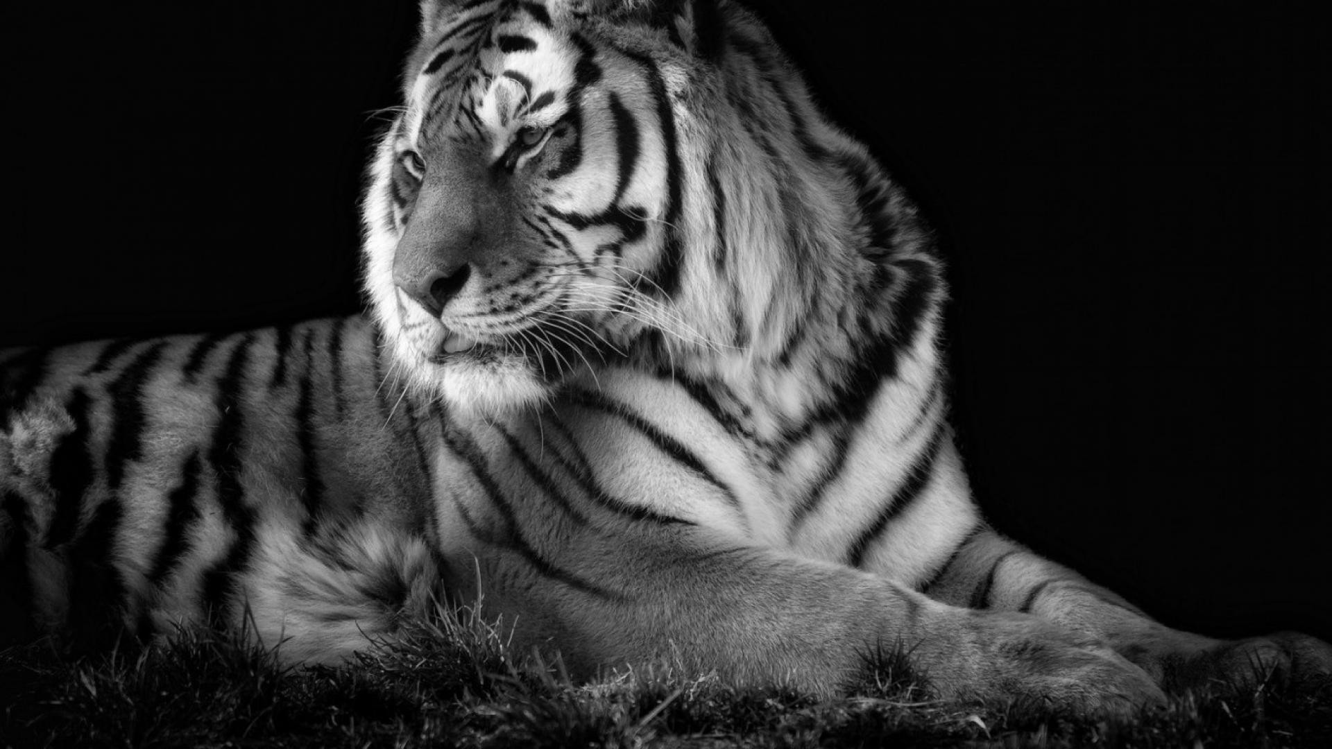 Black and White Tiger Wallpaper (60+ images)