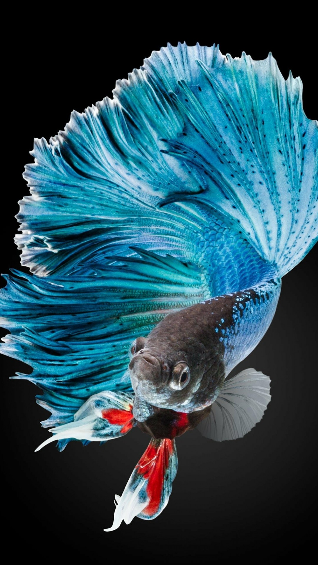 IPhone 6S Fish Wallpapers (75+ images)