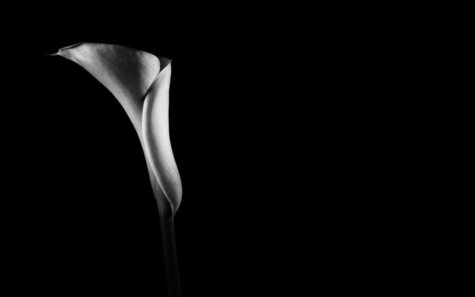 Black And White Flower Wallpaper (56+ images)