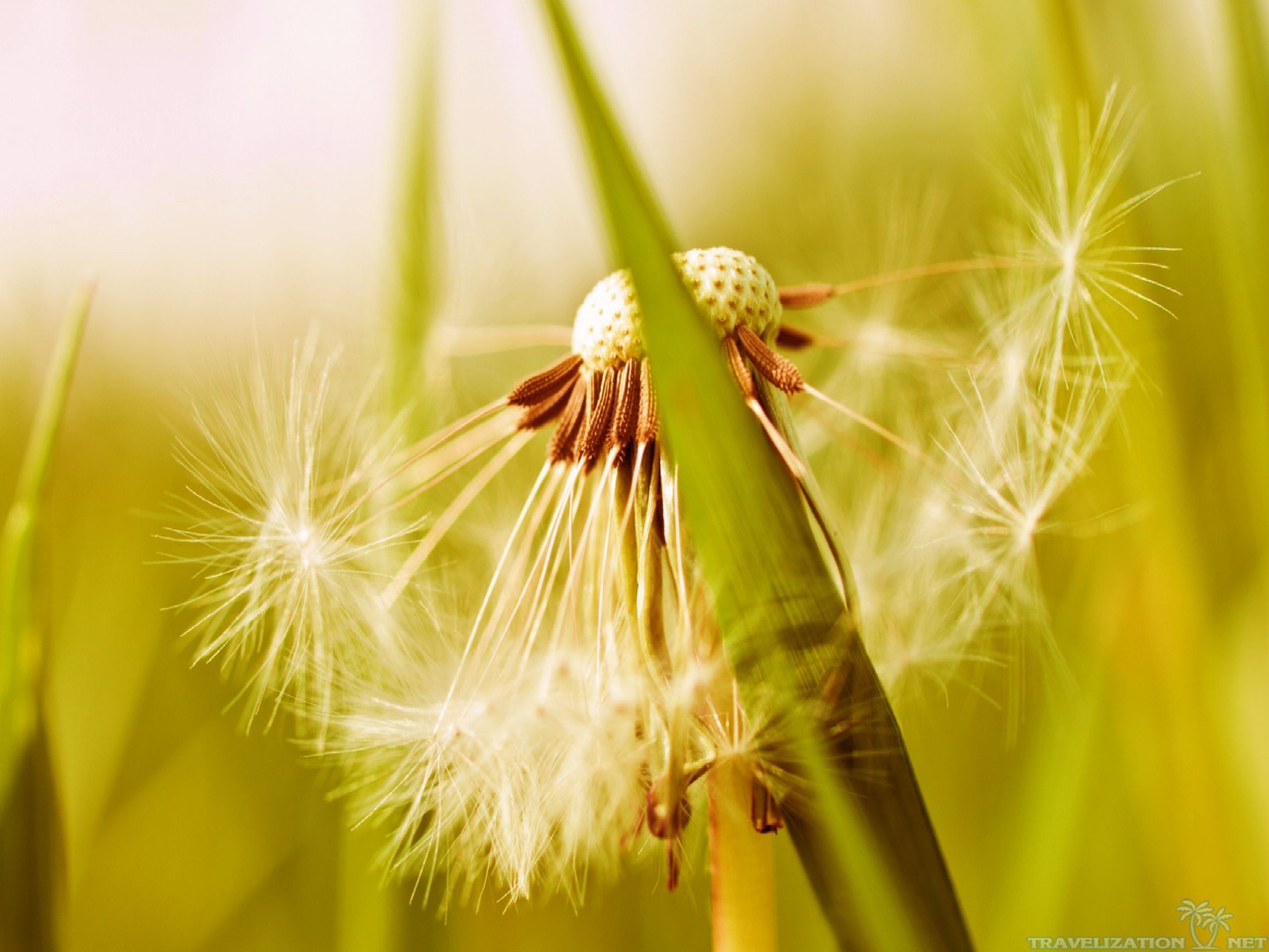 Blowing Dandelion Wallpaper (71+ images)