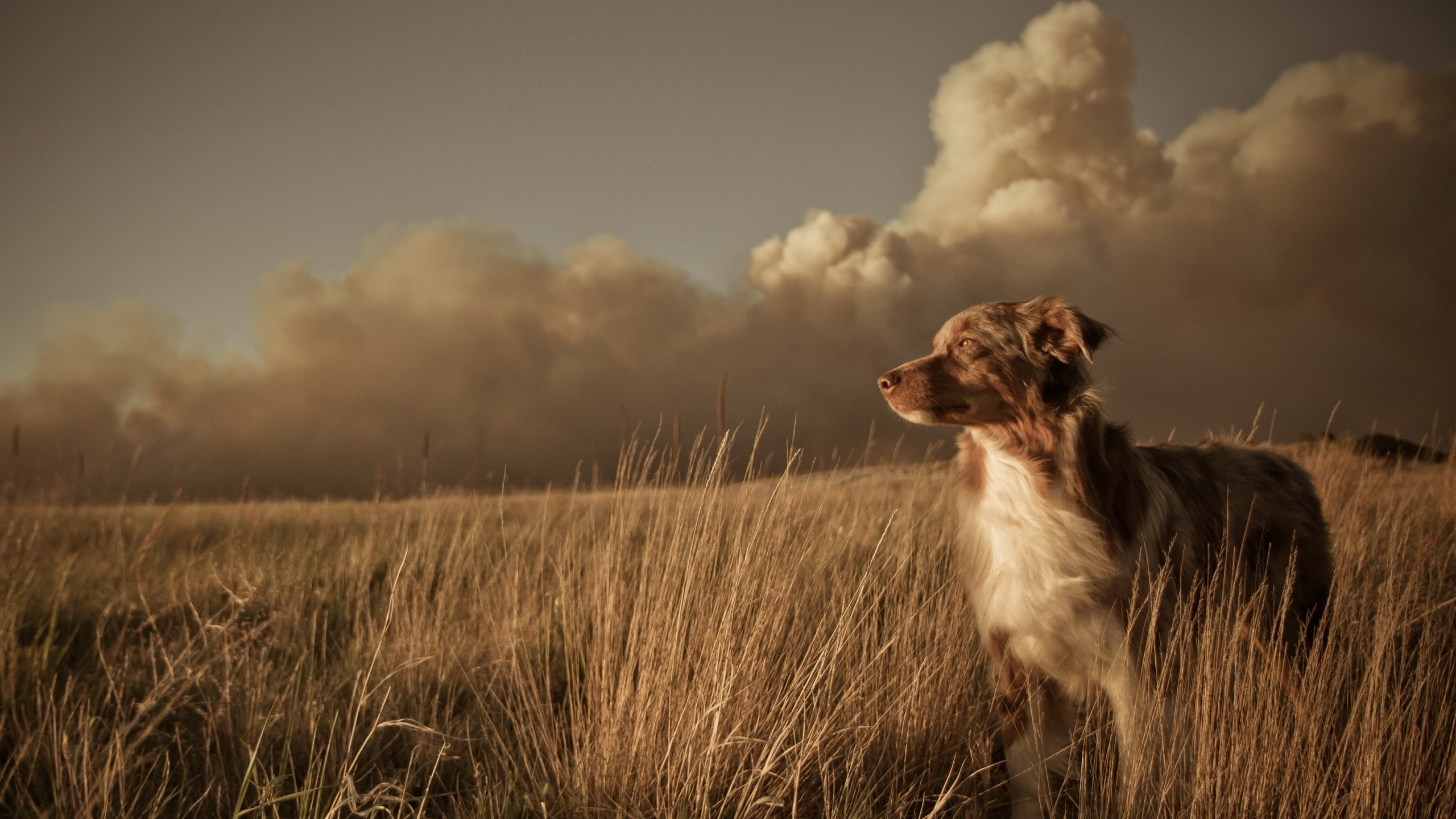 Hunting Dog Wallpaper (56+ images)