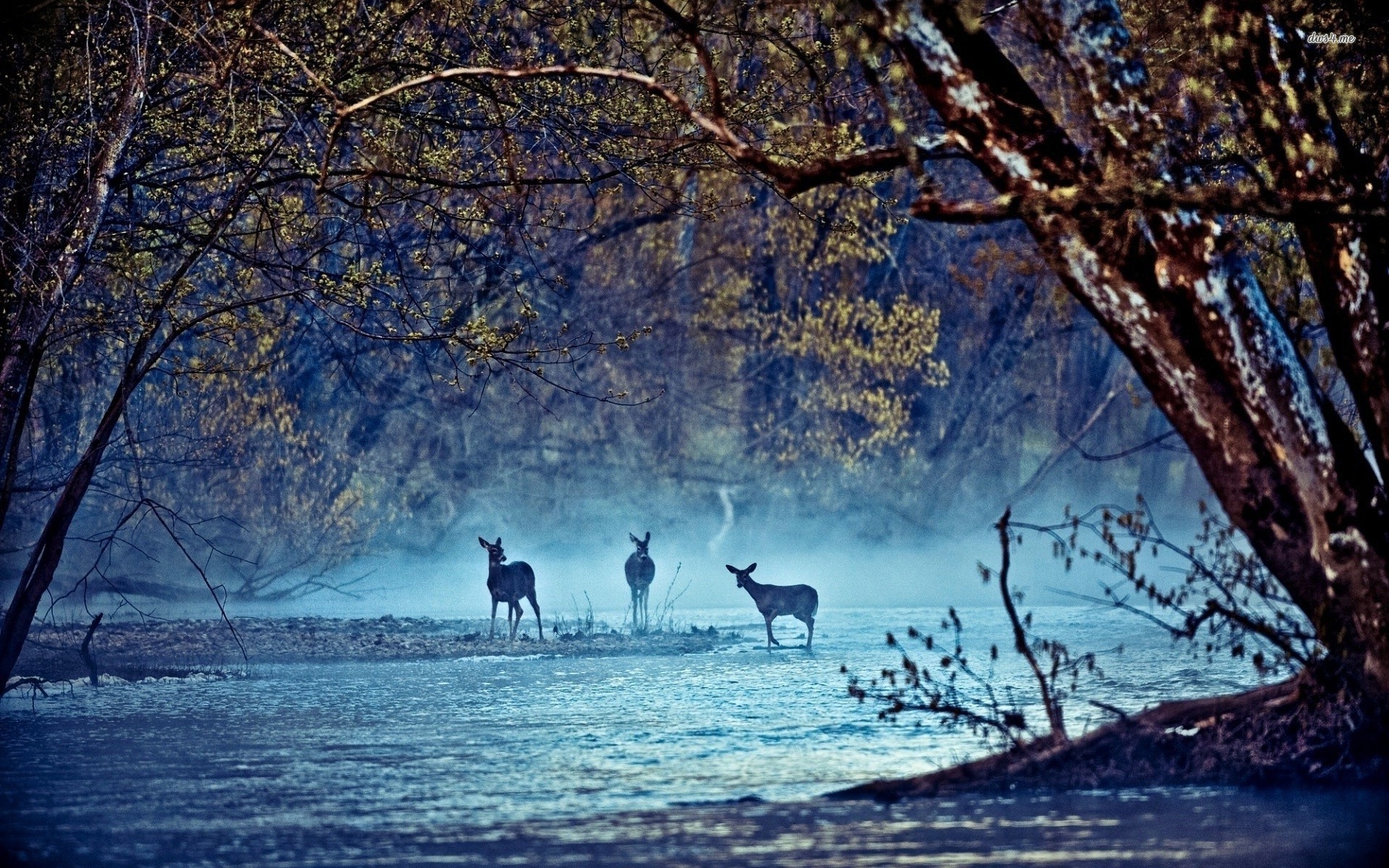 Woodland Animals Wallpaper (32+ images)