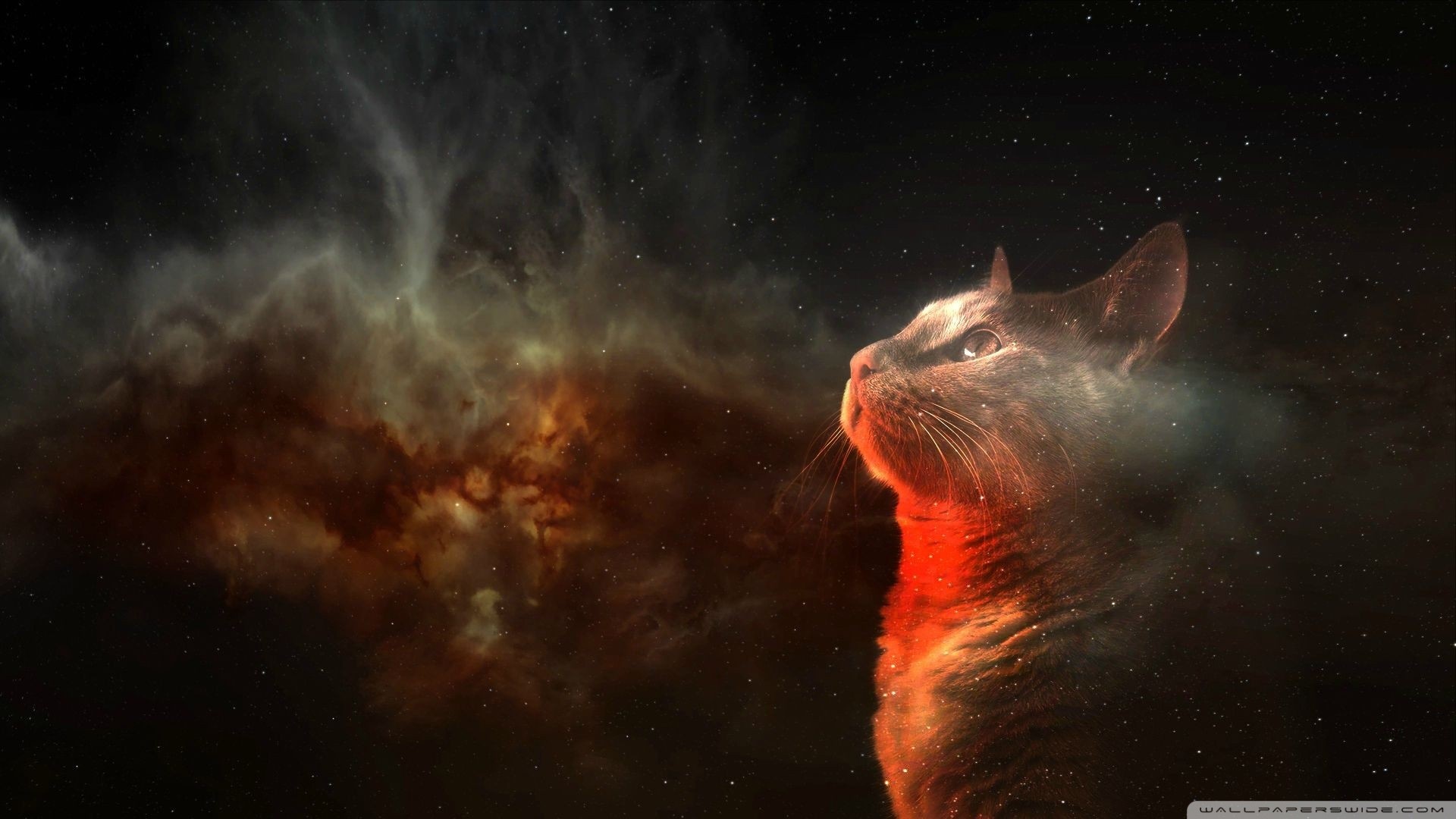 Galaxy Cat Wallpaper (69+ images)