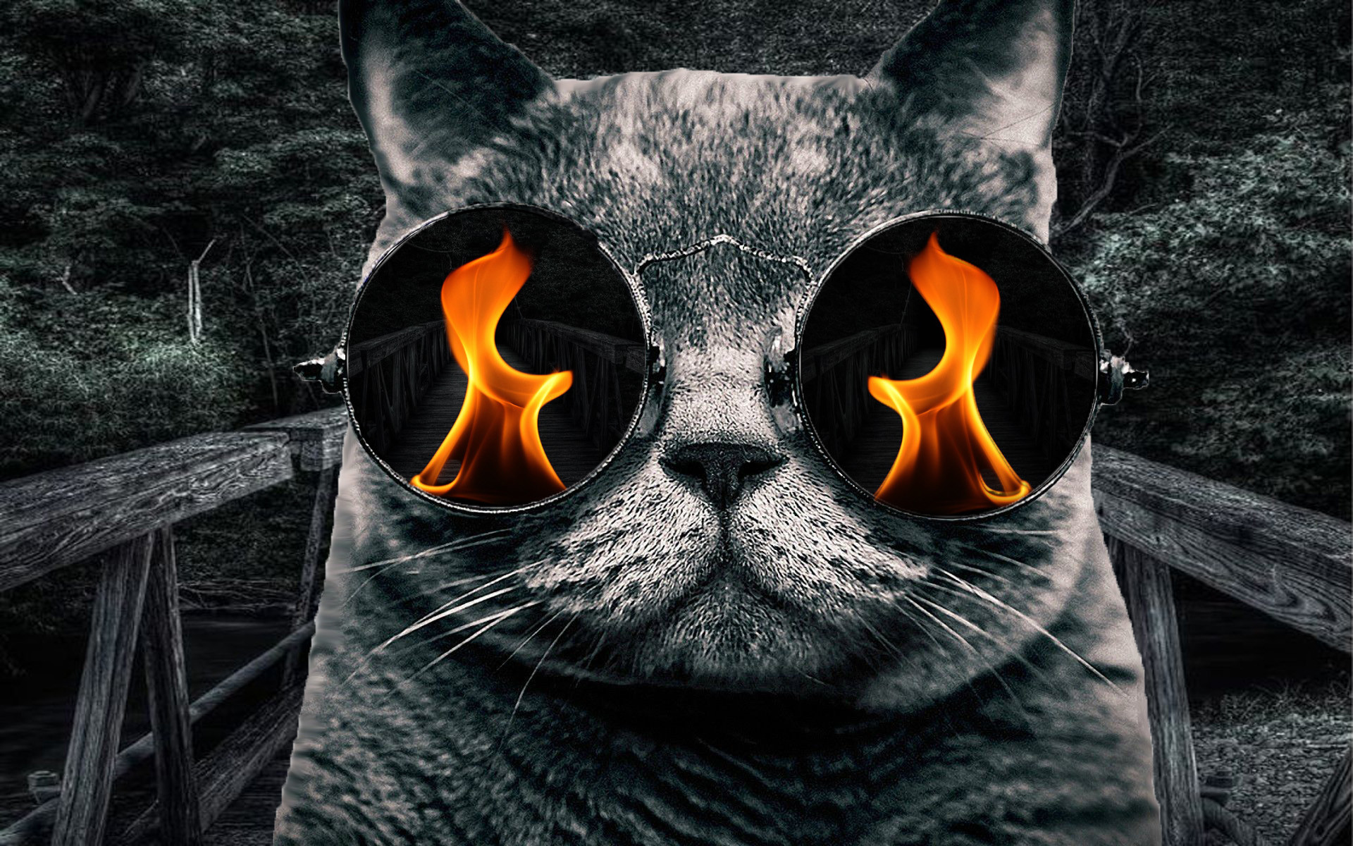 Trippy Cat Wallpapers (63+ images)