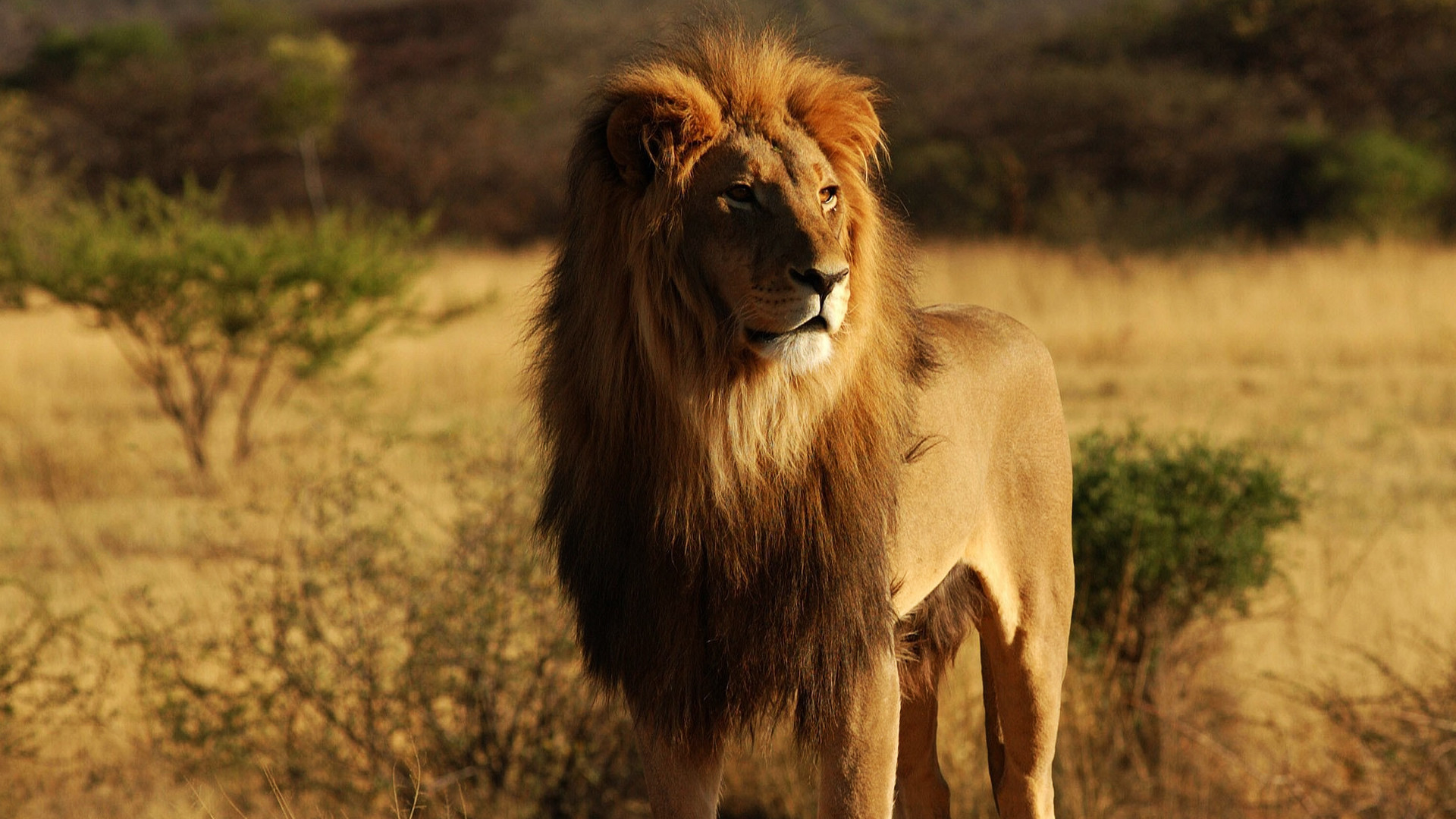 HD Animal Wallpaper 1920x1080 (73+ images)