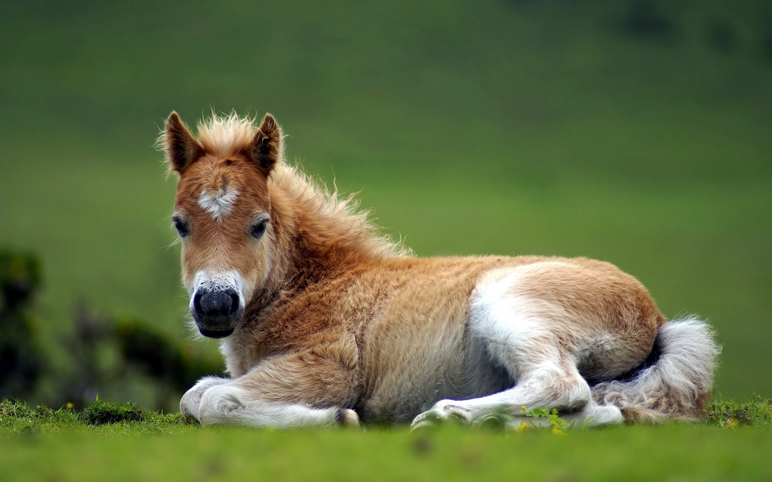 Horse Screensavers and Wallpaper (50+ images)