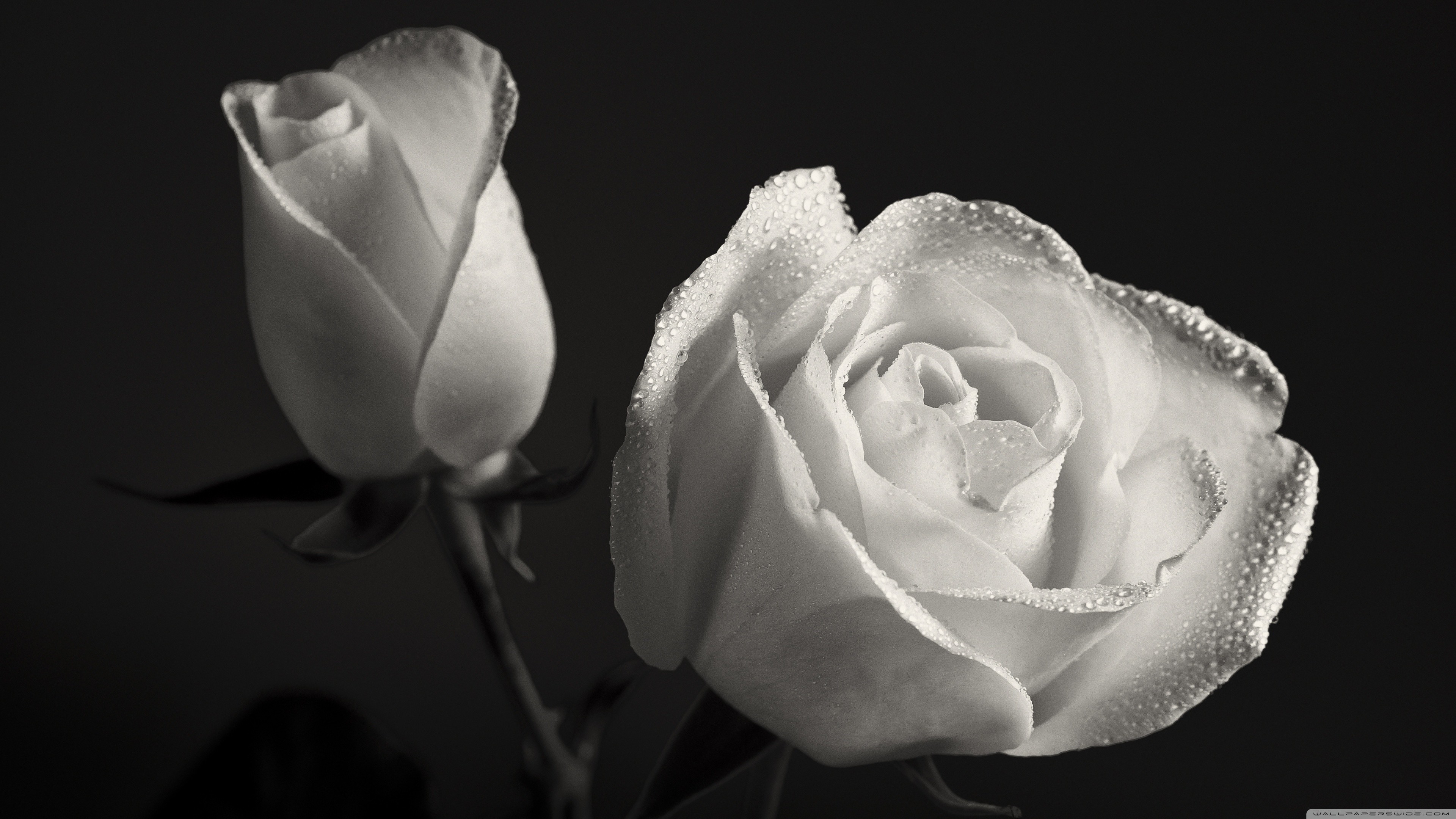 Black And White Roses Wallpaper (56+ images)