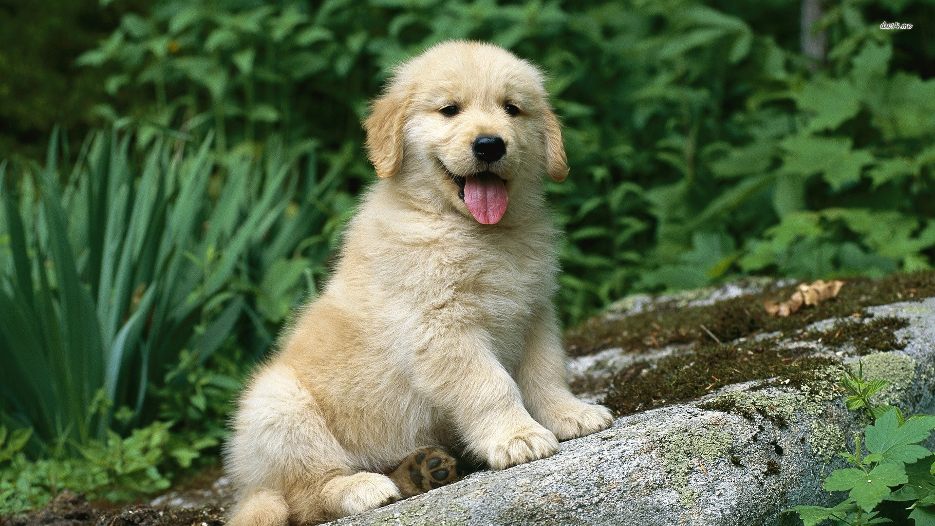 Cute Golden Retriever Puppies Wallpaper (56+ images)