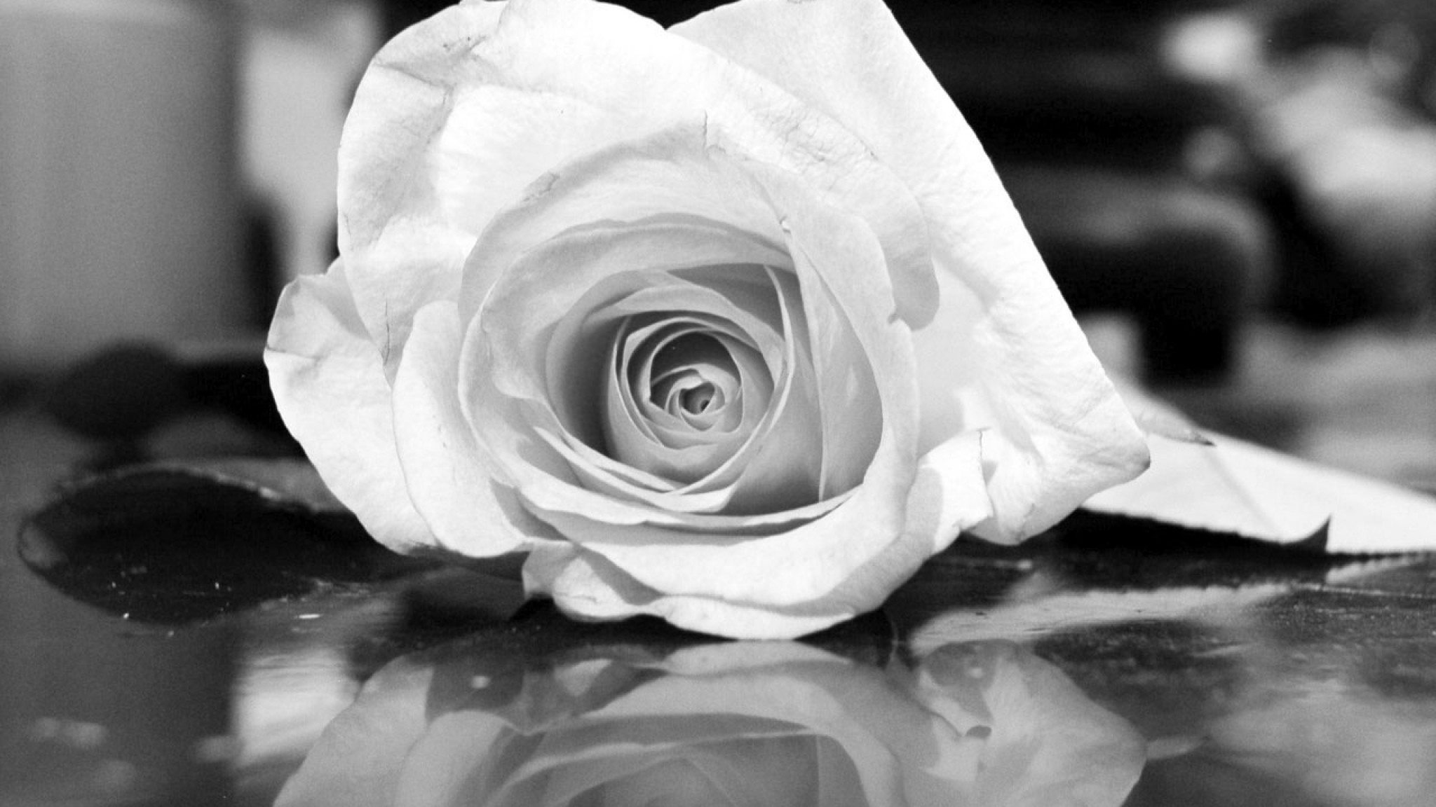 Black and White Rose Wallpaper (61+ images)