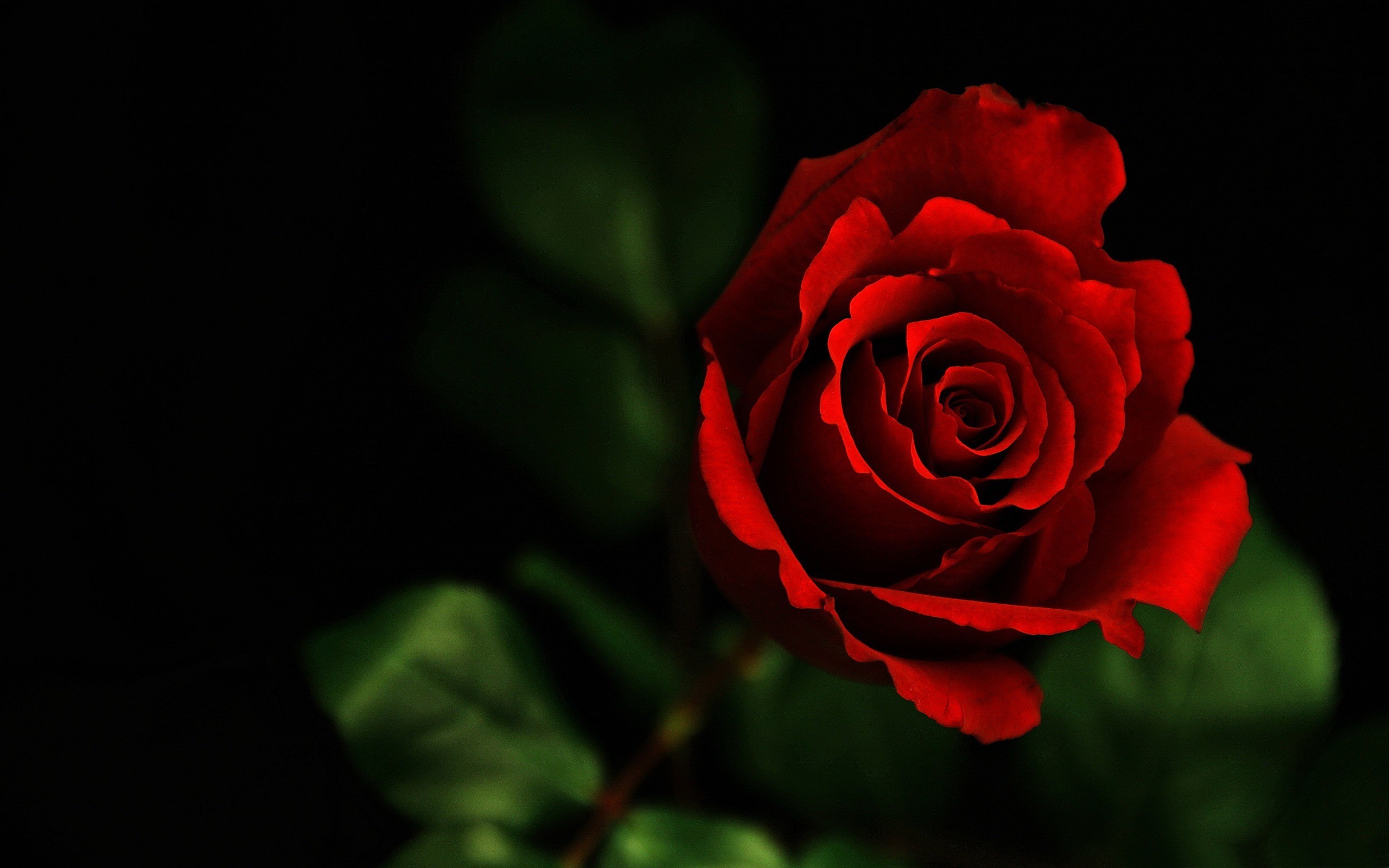 Rose Screensavers Wallpaper (46+ images)