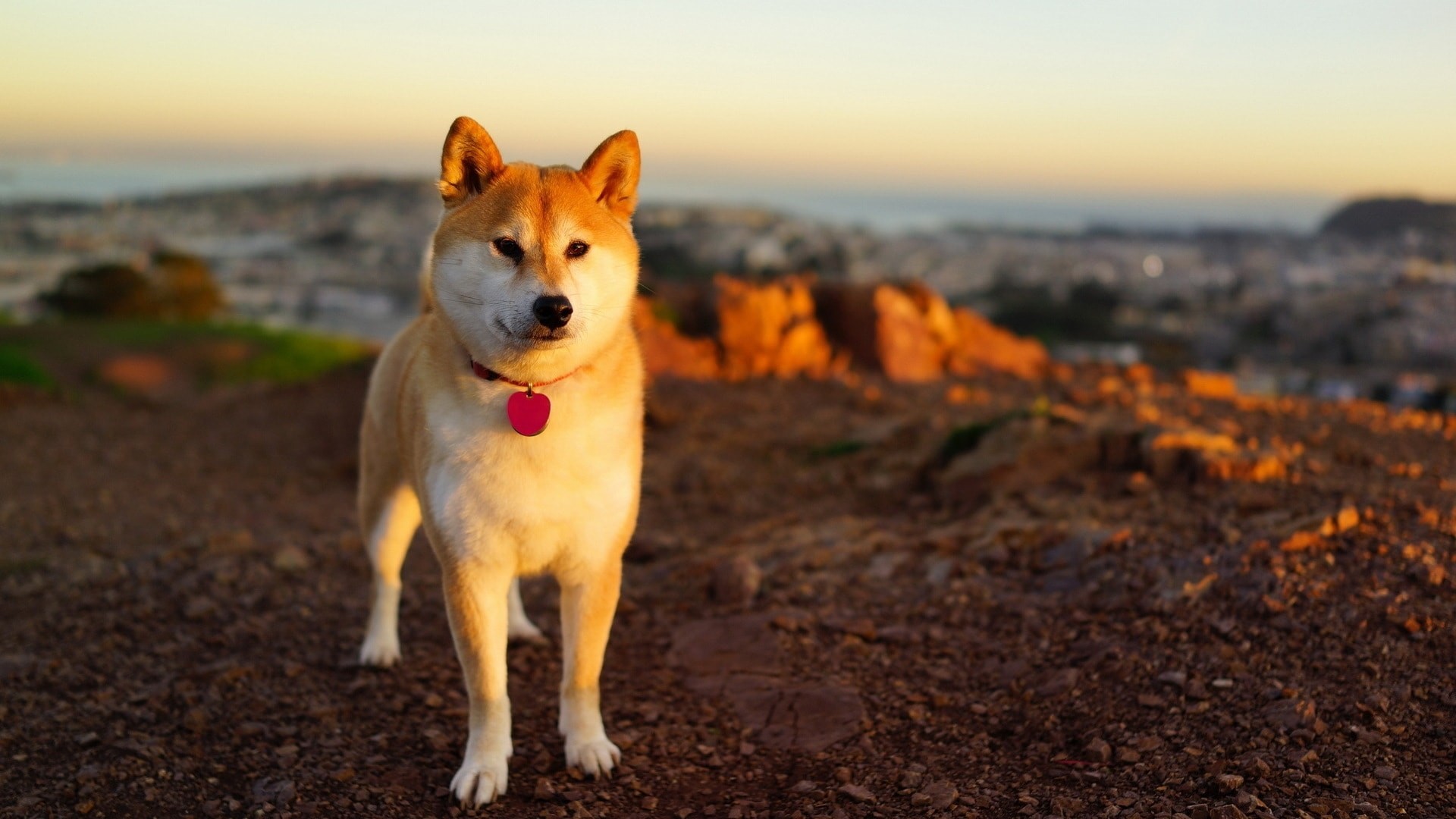 Shiba Inu Wallpaper (63+ images)