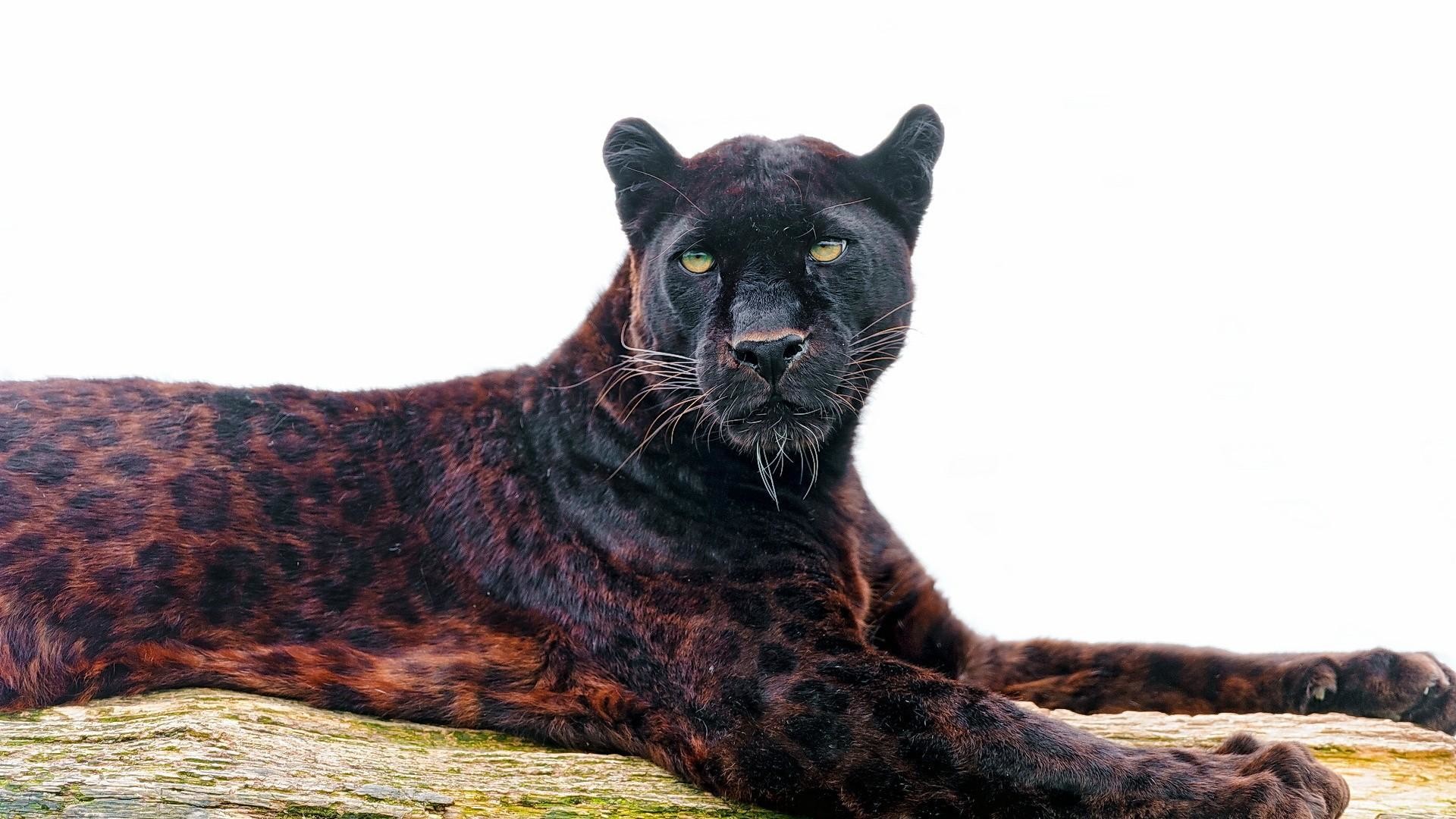Black Leopard Wallpaper (71+ images)
