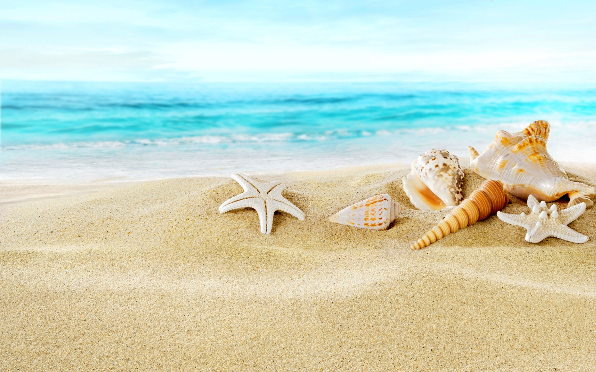 Seashell Desktop Wallpaper (54+ images)