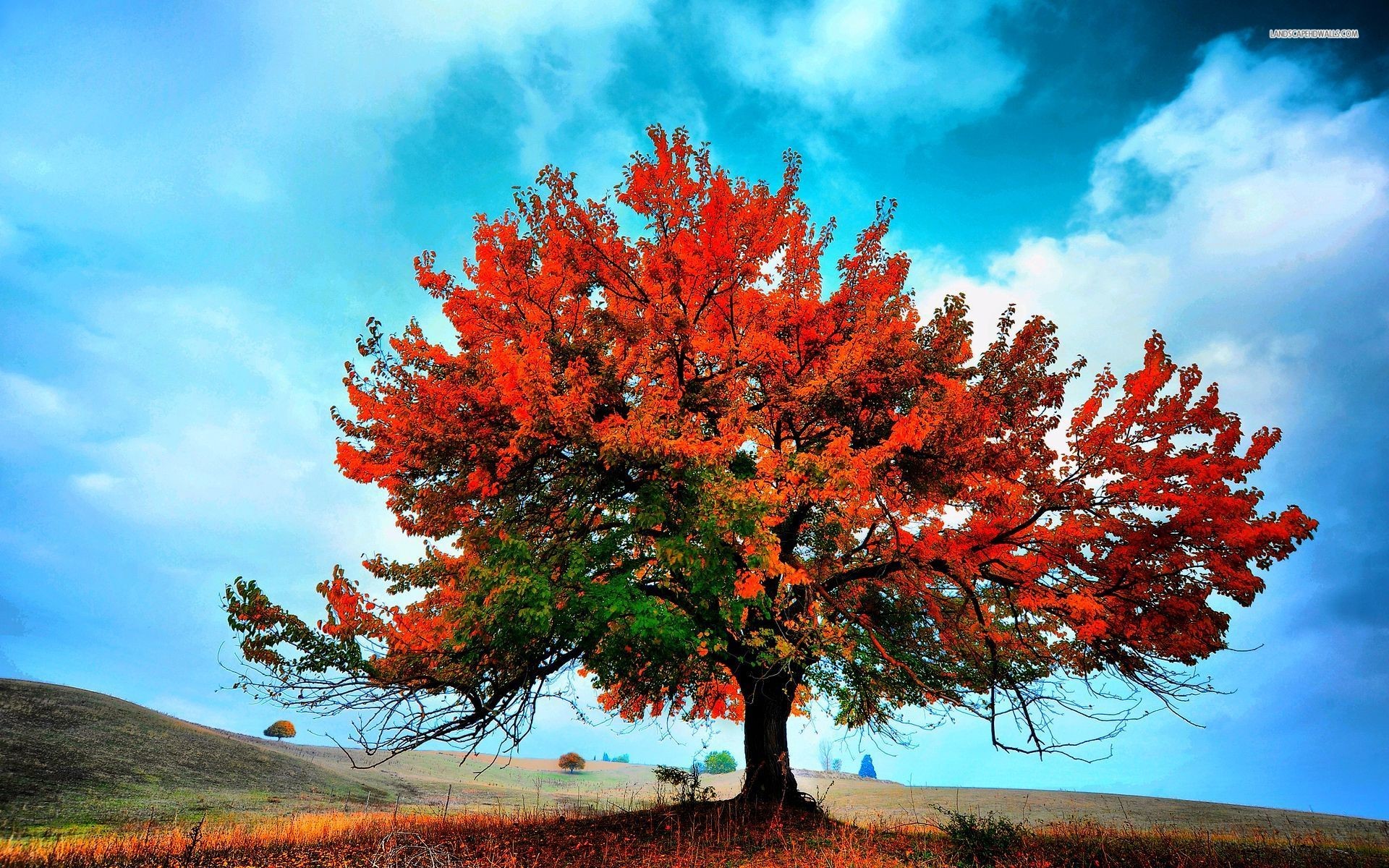 Autumn Tree Wallpaper (61+ images)