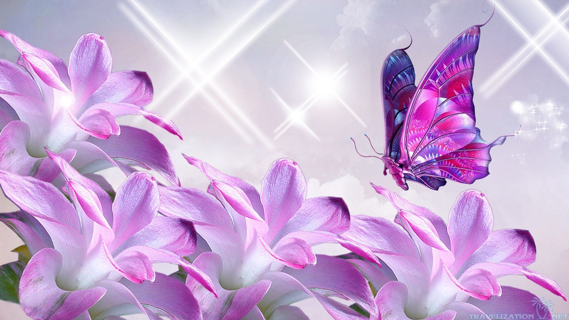 Pink and Purple Butterfly Wallpaper (65+ images)