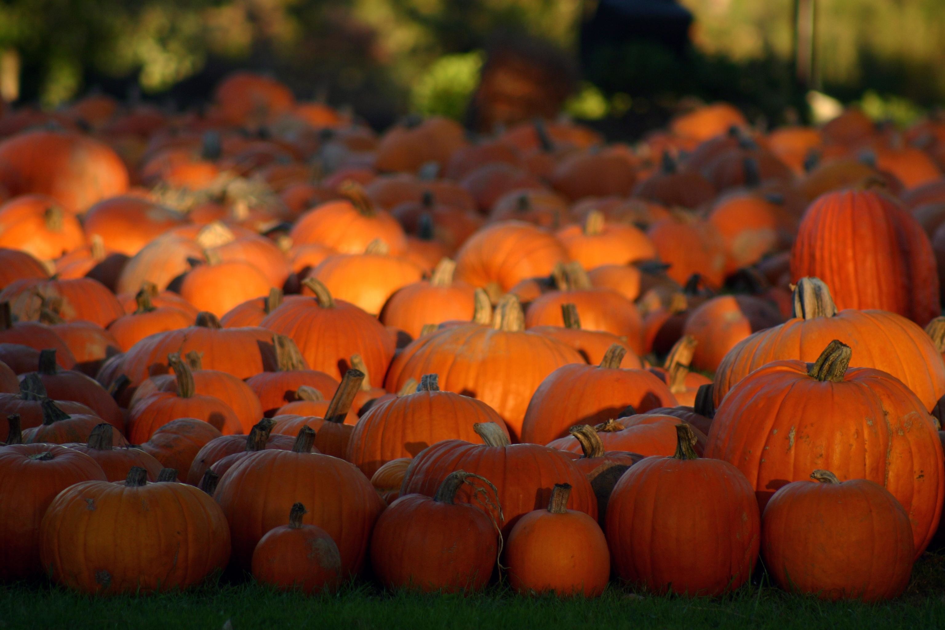 Autumn Pumpkins Desktop Wallpaper (50+ images)