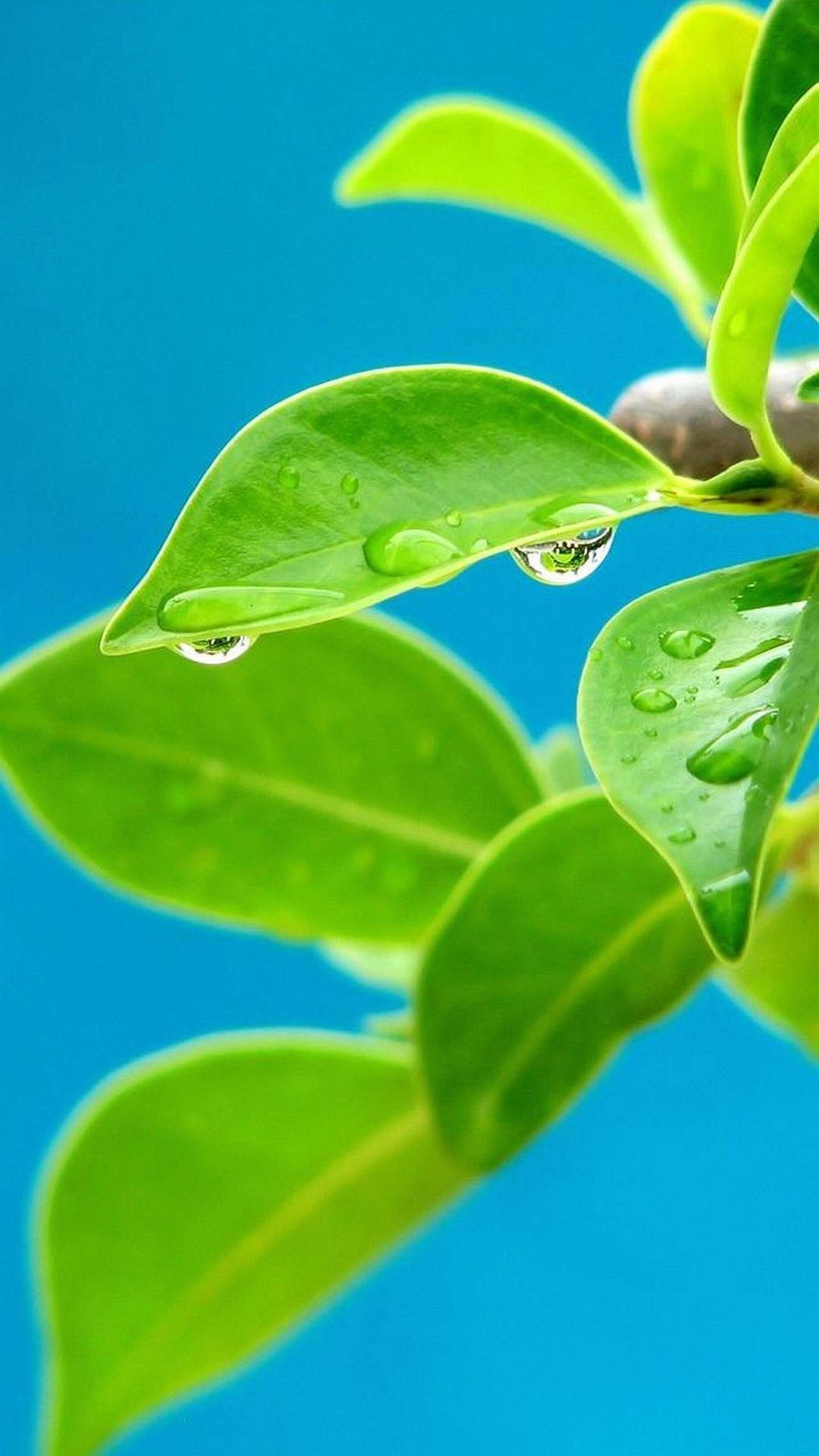 Lg Cell Phone Wallpaper (68+ images)