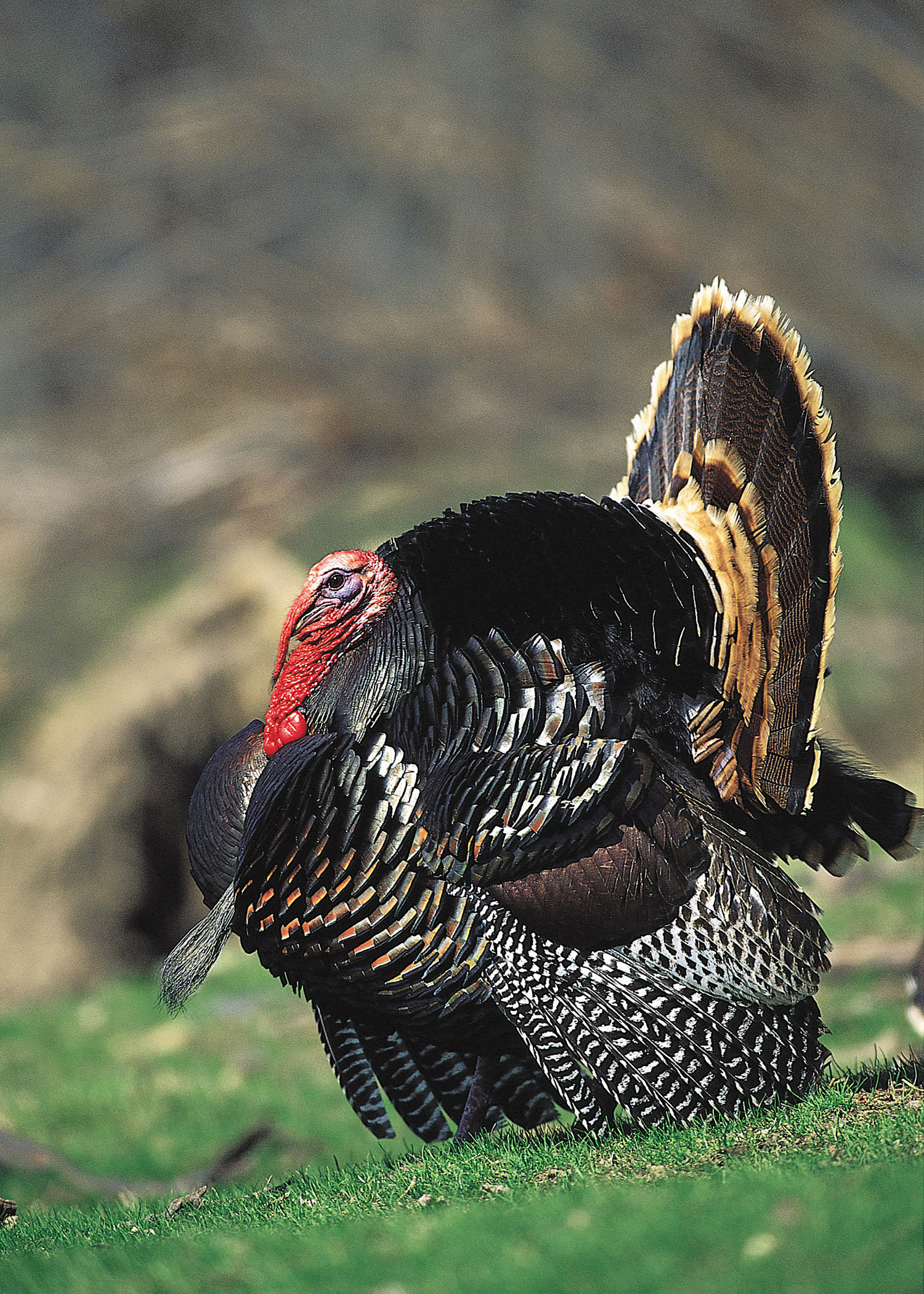 Eastern Wild Turkey Wallpaper (59+ images)