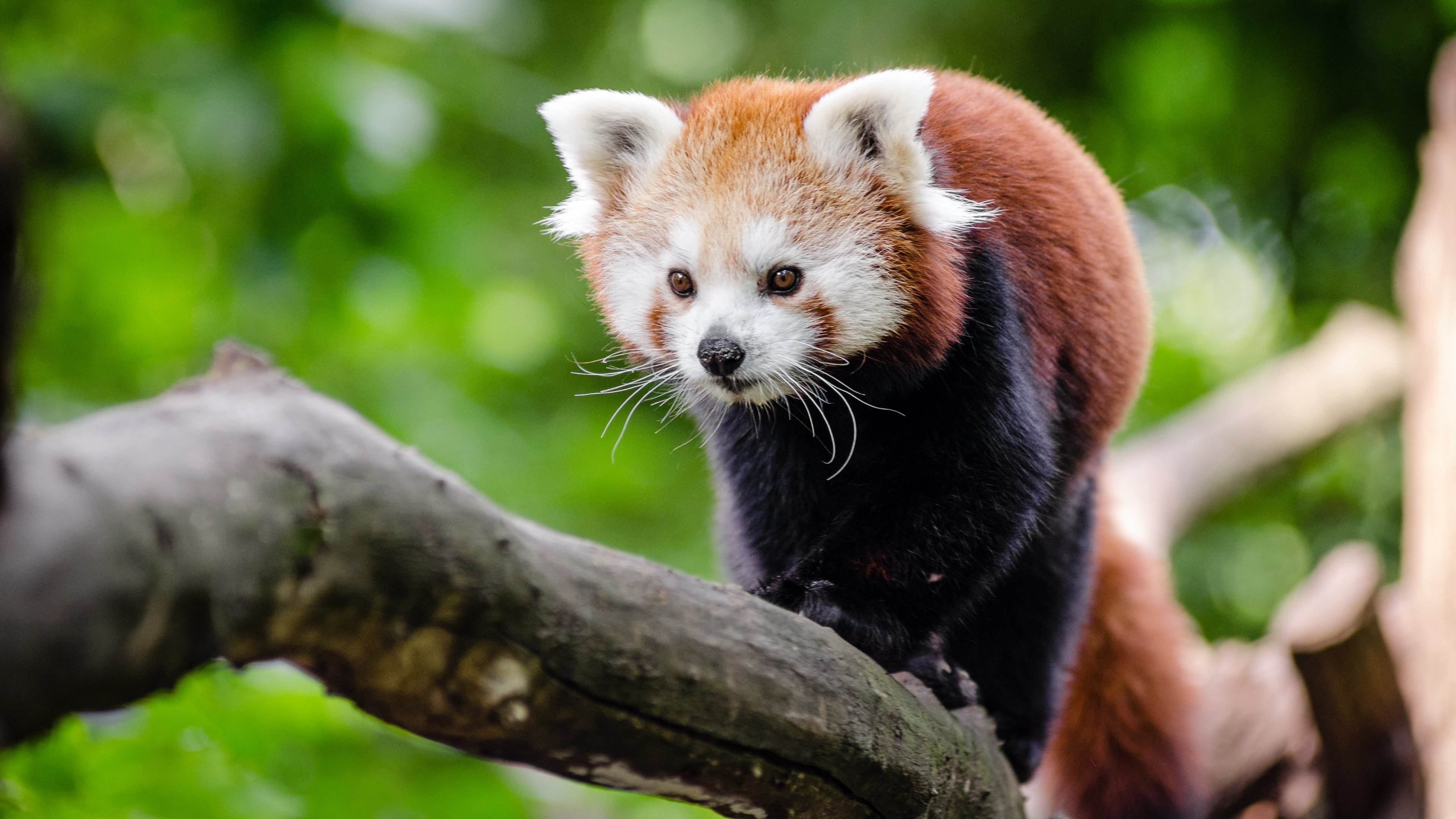 Red Panda Wallpaper HD (65+ images)