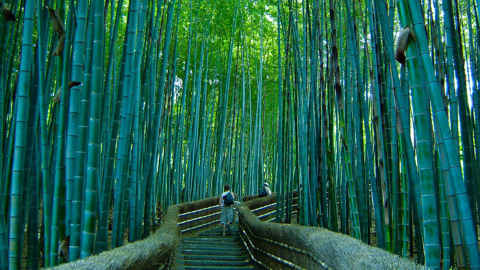 Bamboo Forest Japan Computer Wallpaper (51+ images)