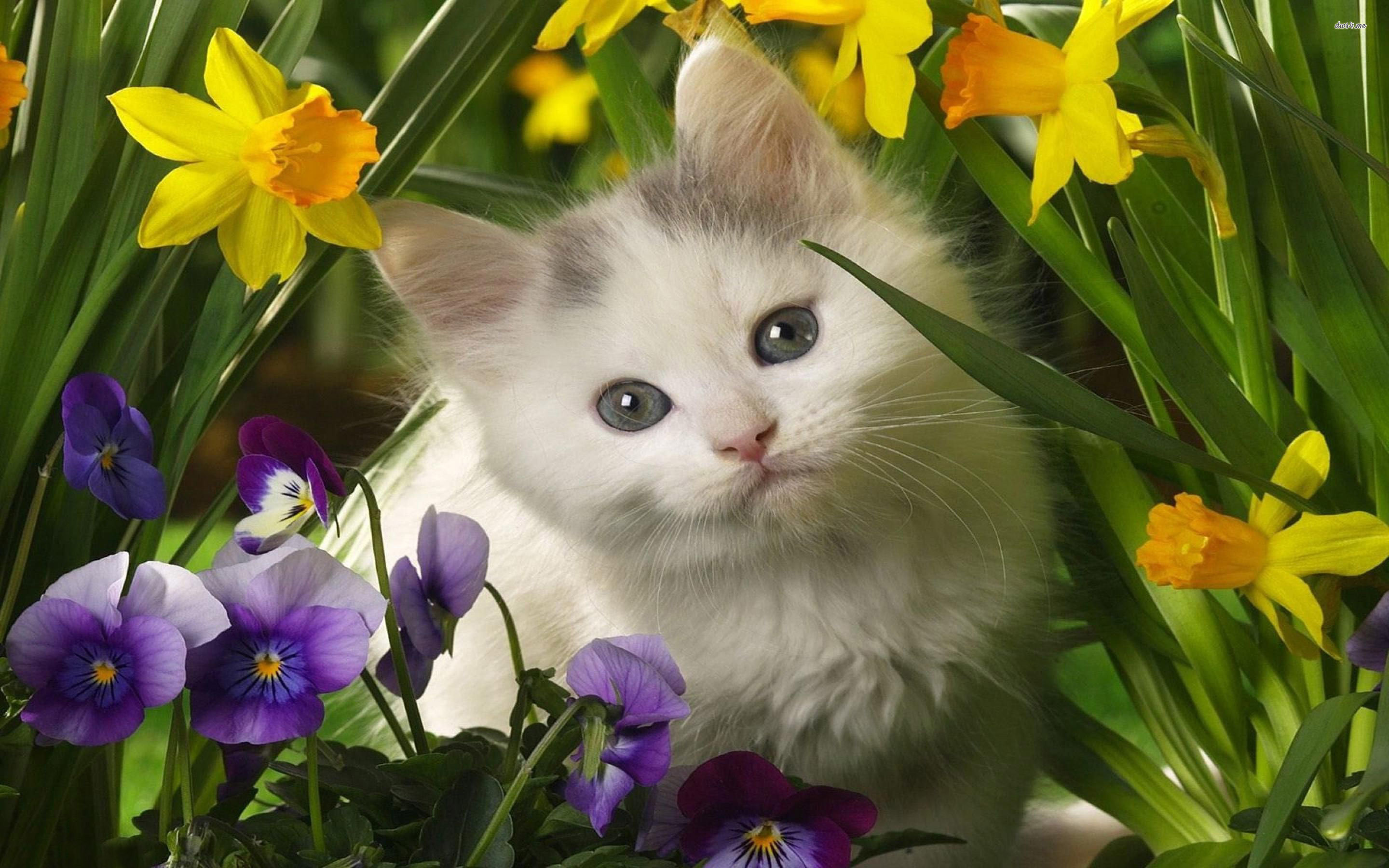 Baby Kitten Wallpapers (59+ images)