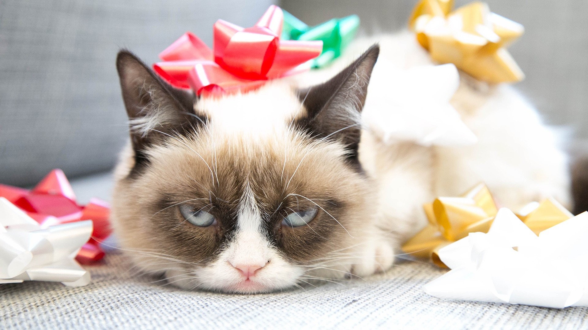 Funny Cat Christmas Wallpaper (55+ images)
