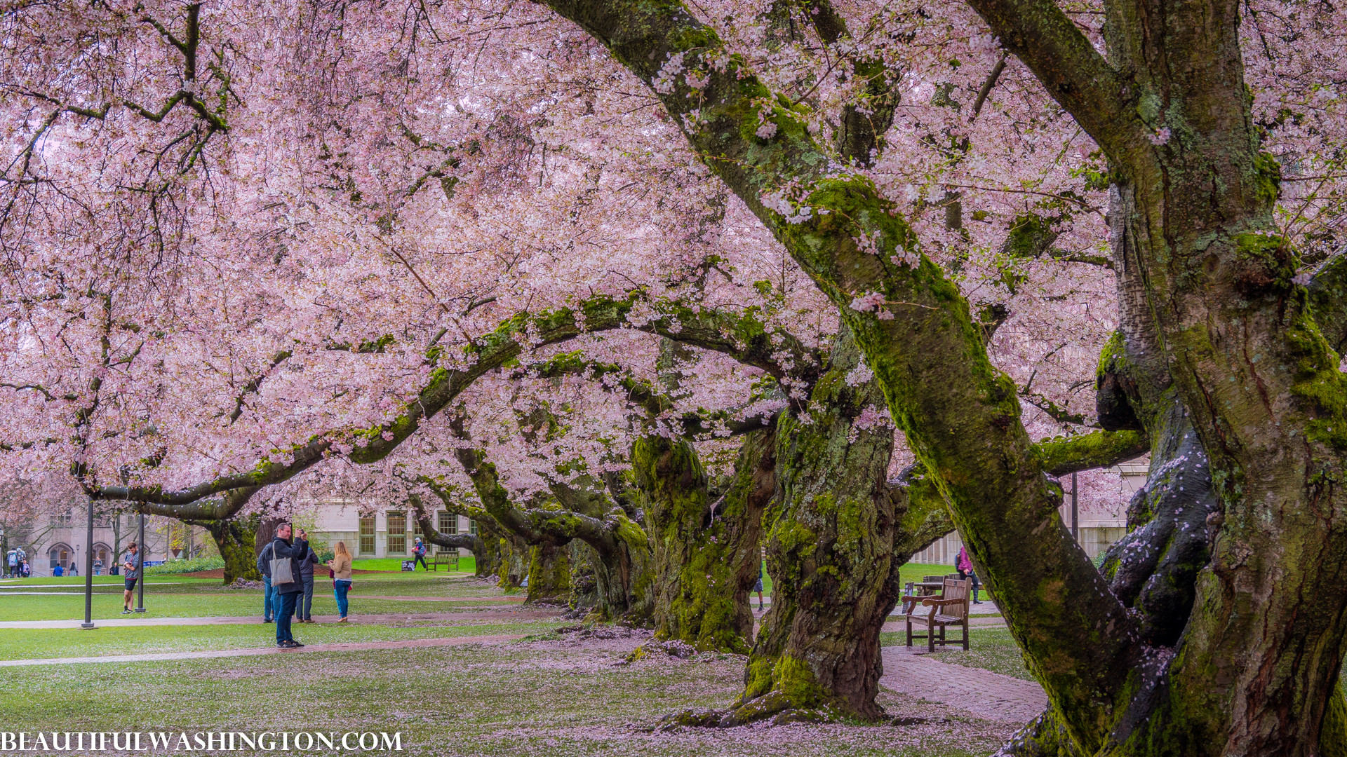 University Of Washington Wallpaper (70+ images)