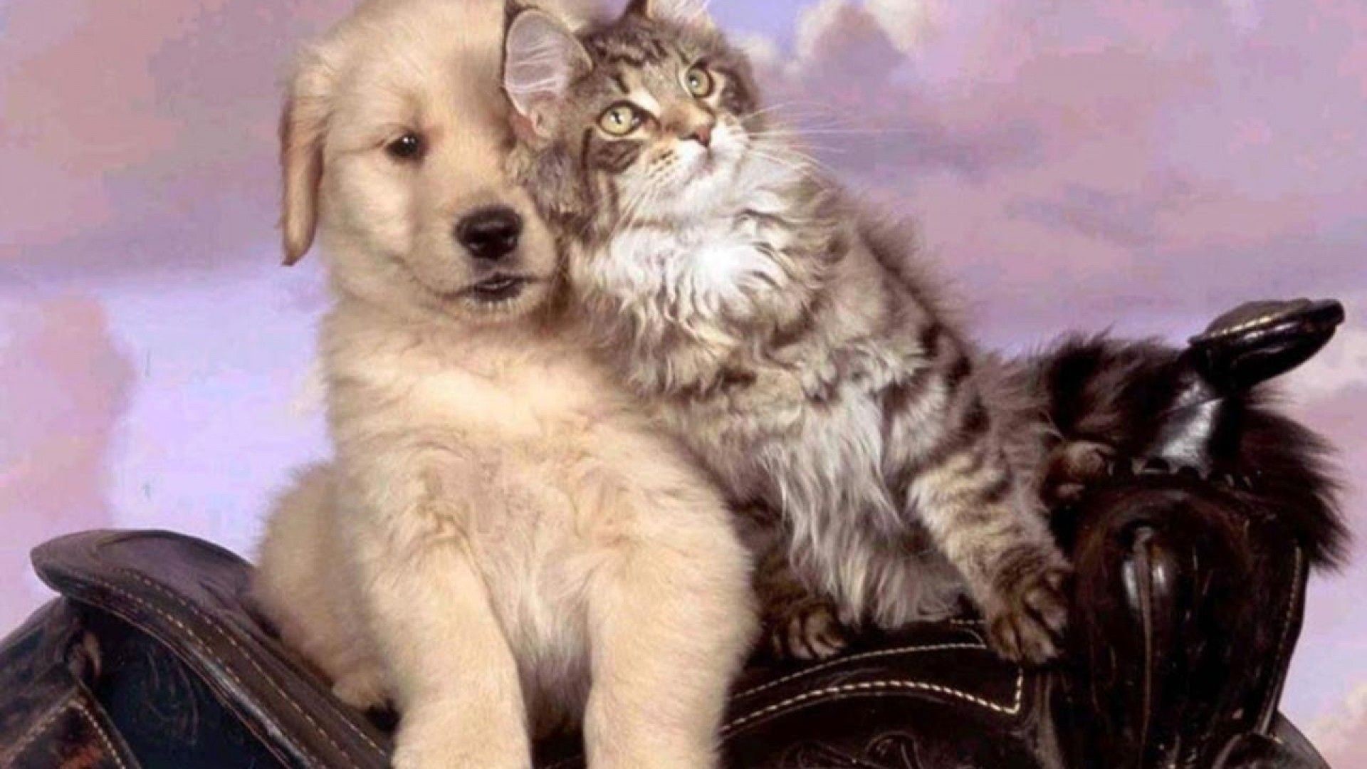 Dog and Cat Wallpaper (53+ images)
