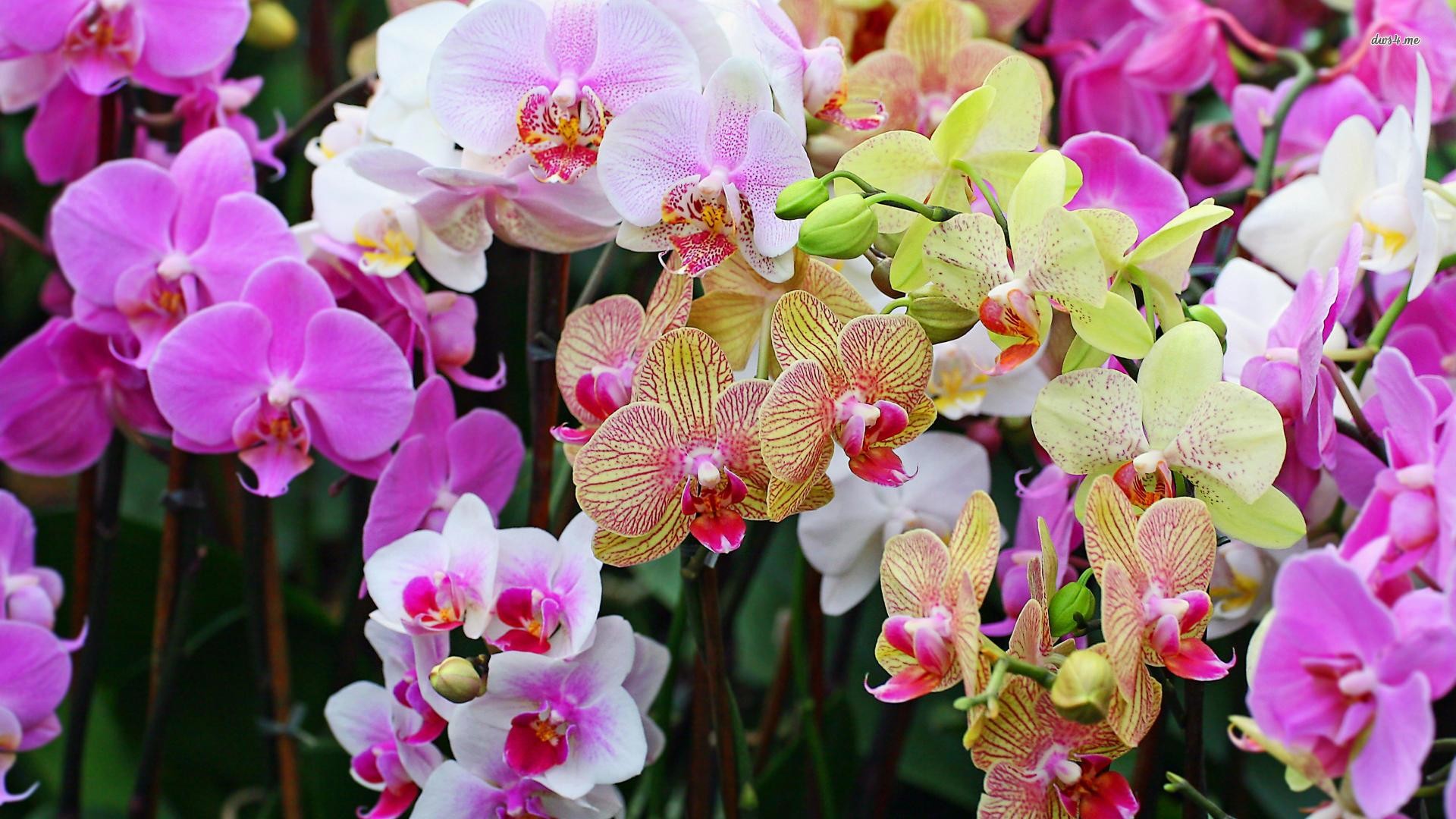 Beautiful Orchid Flower Wallpaper (43+ images)