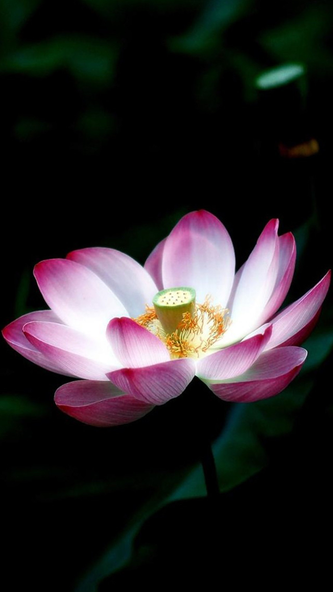 Lotus Flower Background Wallpaper (65+ images)