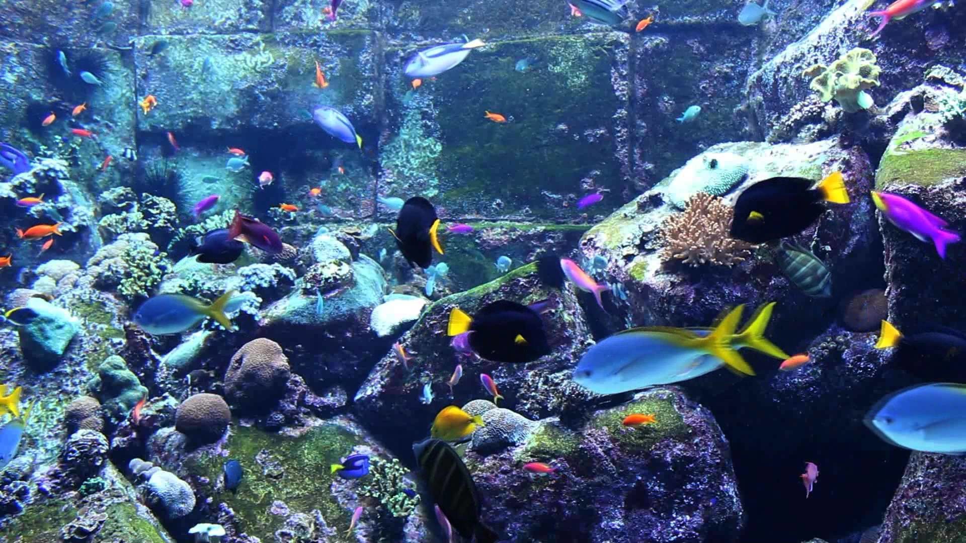 Aquarium Live Wallpaper for PC (55+ images)
