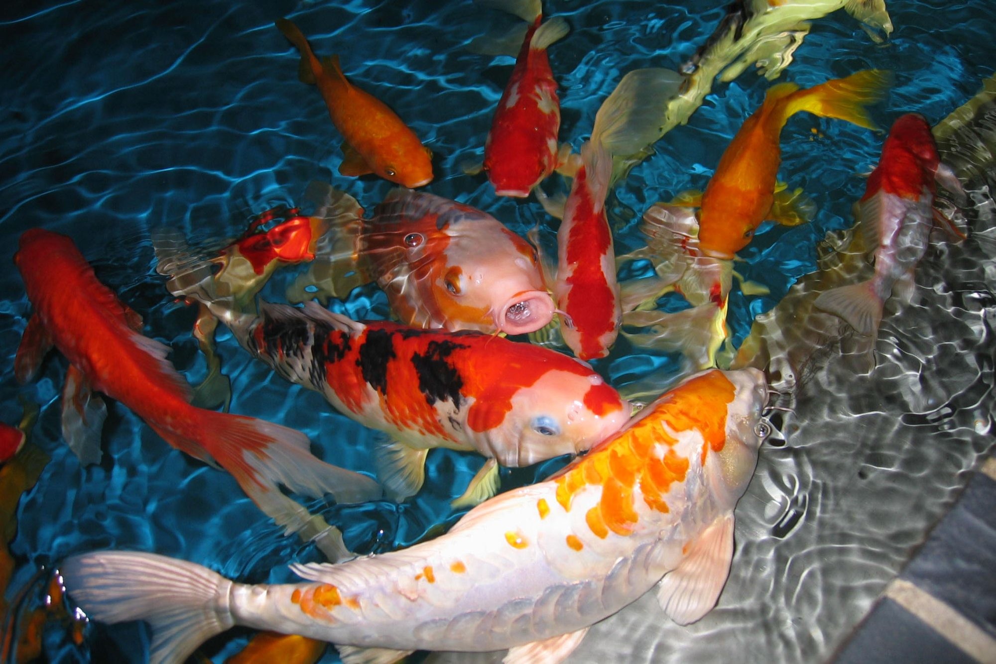 Koi Fish Live Wallpaper (56+ images)