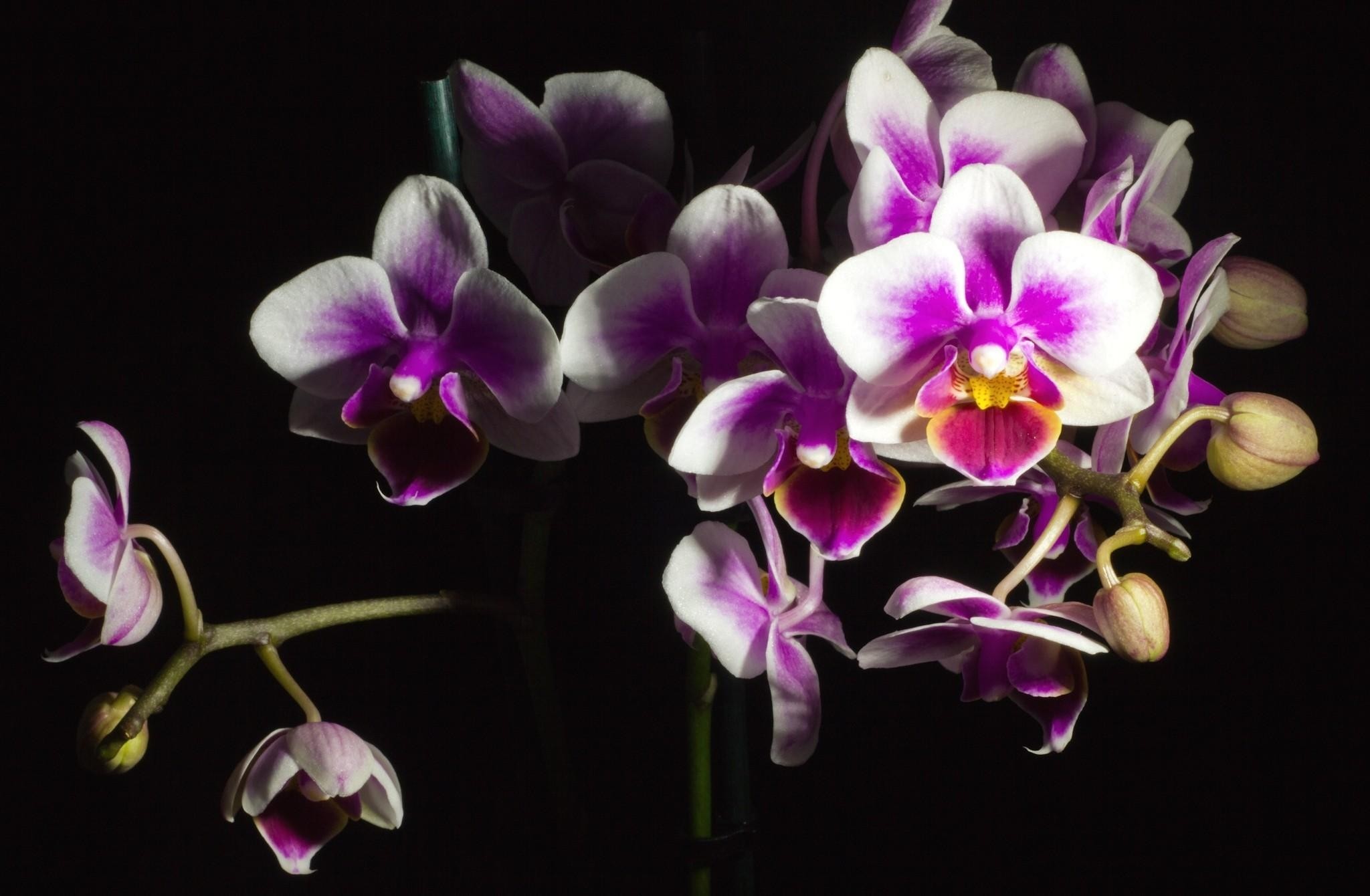 Beautiful Orchid Flower Wallpaper (43+ images)