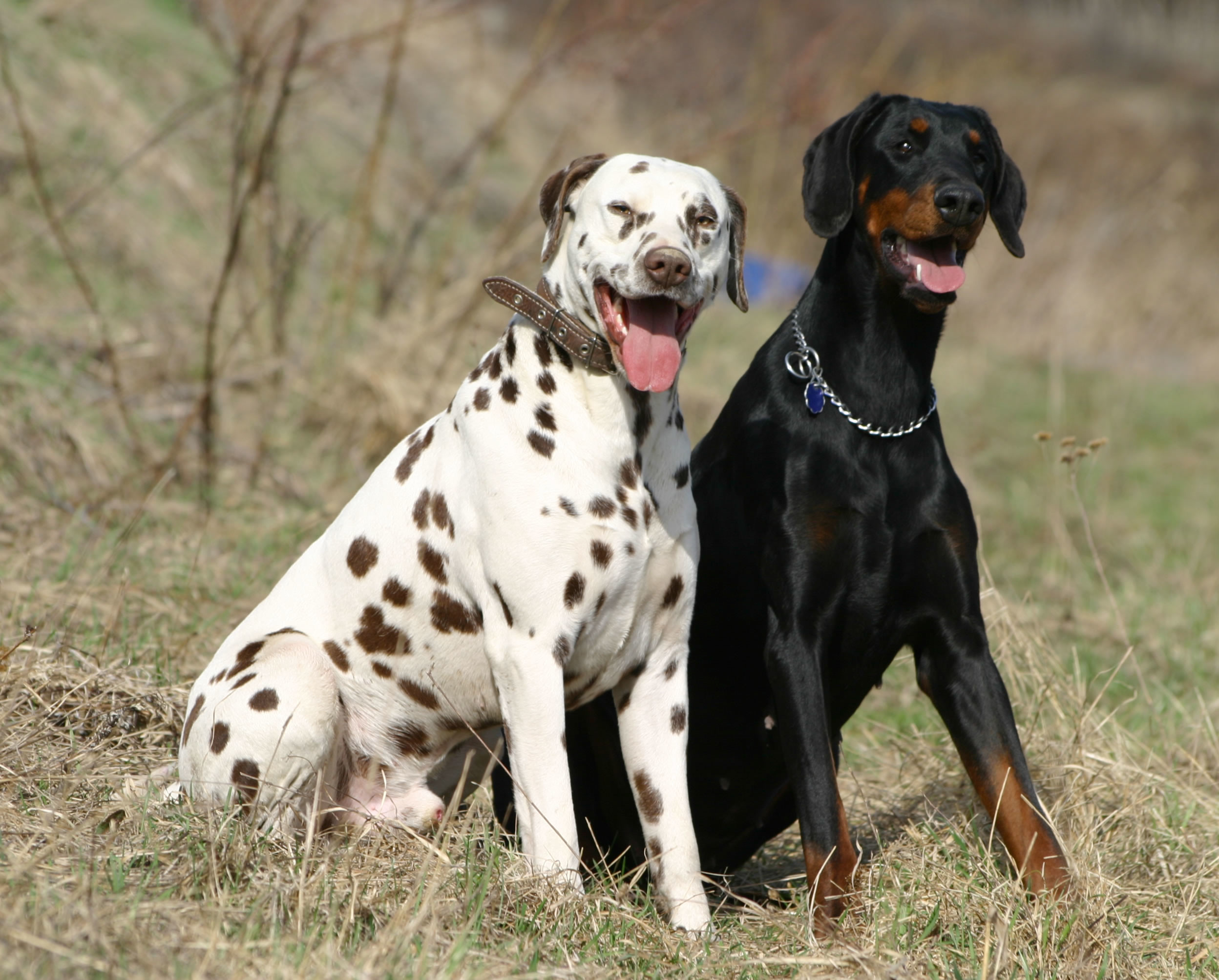 Hunting Dog Wallpaper (56+ images)