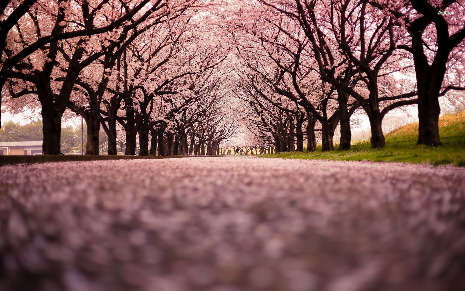 Japanese Cherry Blossom Wallpaper (71+ images)