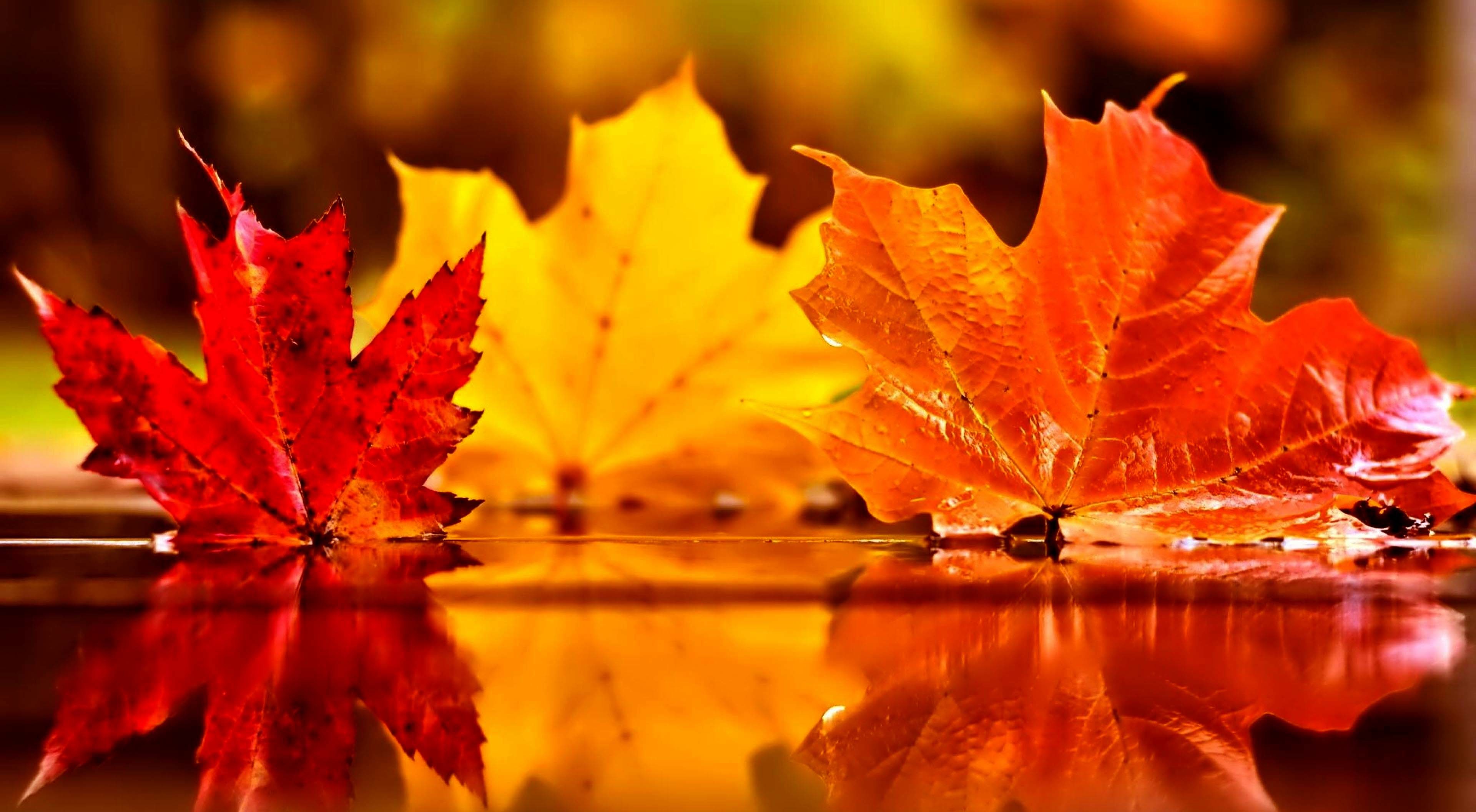 Fall Scene Wallpaper with Pumpkins (52+ images)