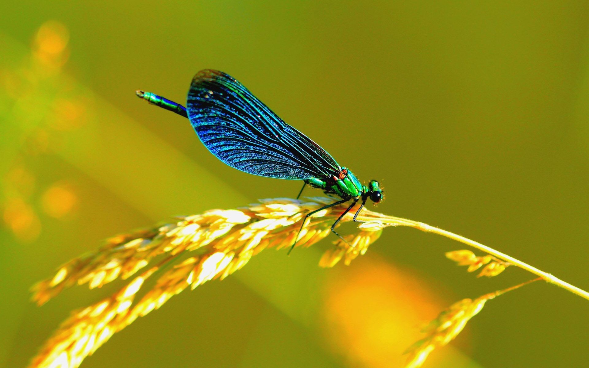 Free dragonfly pictures, stock photos and public domain images